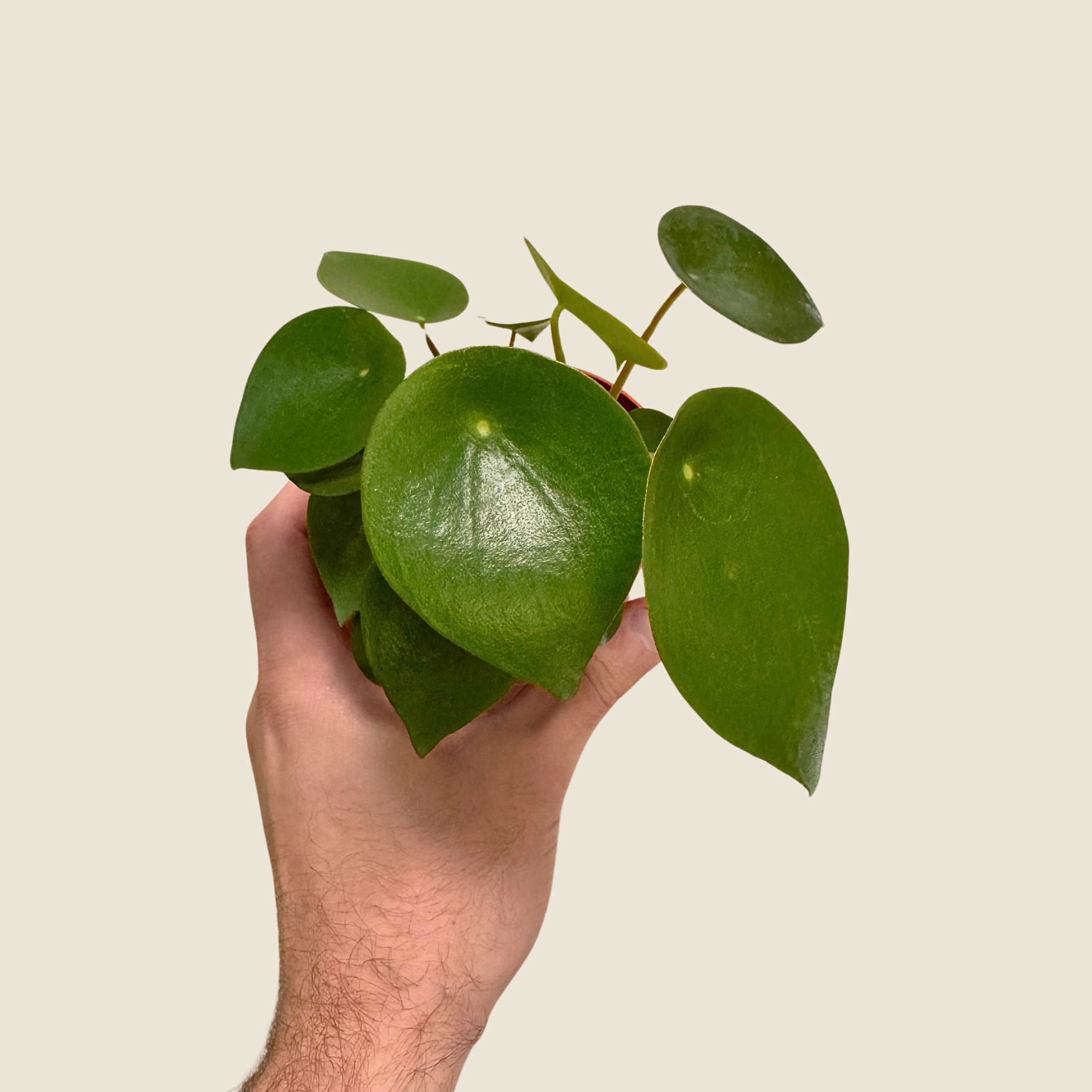 Peperomia Raindrop