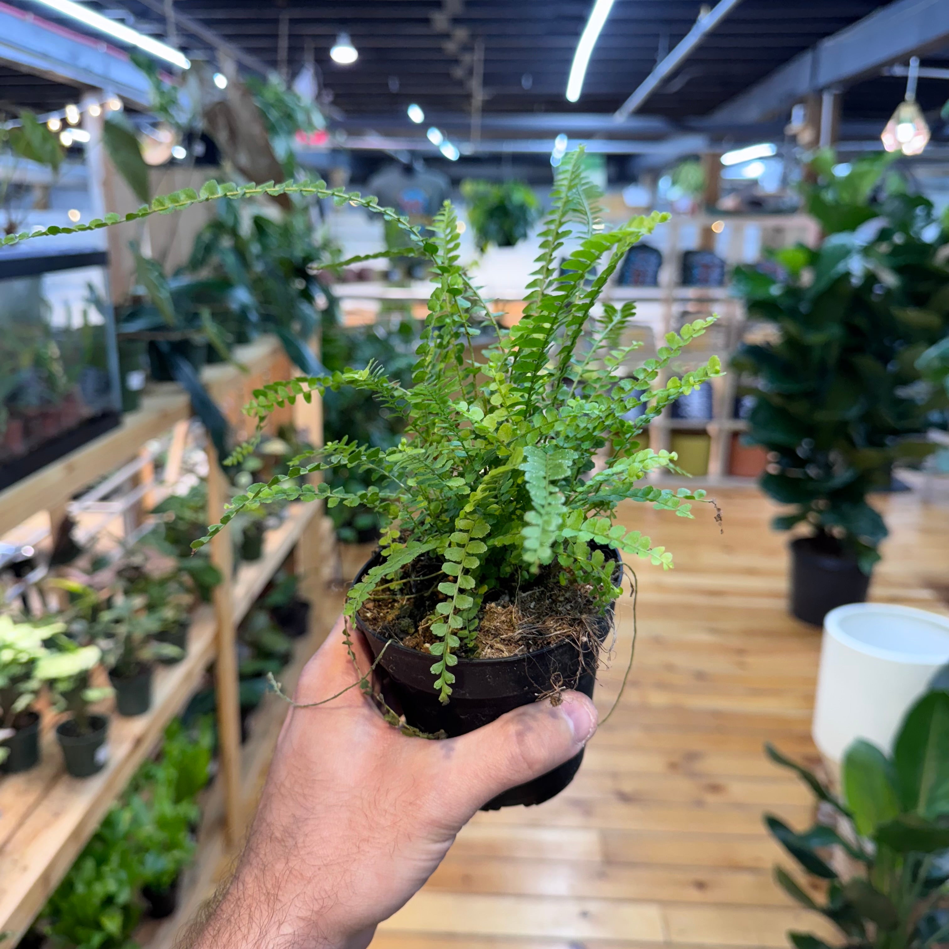 Fern Lemon Button