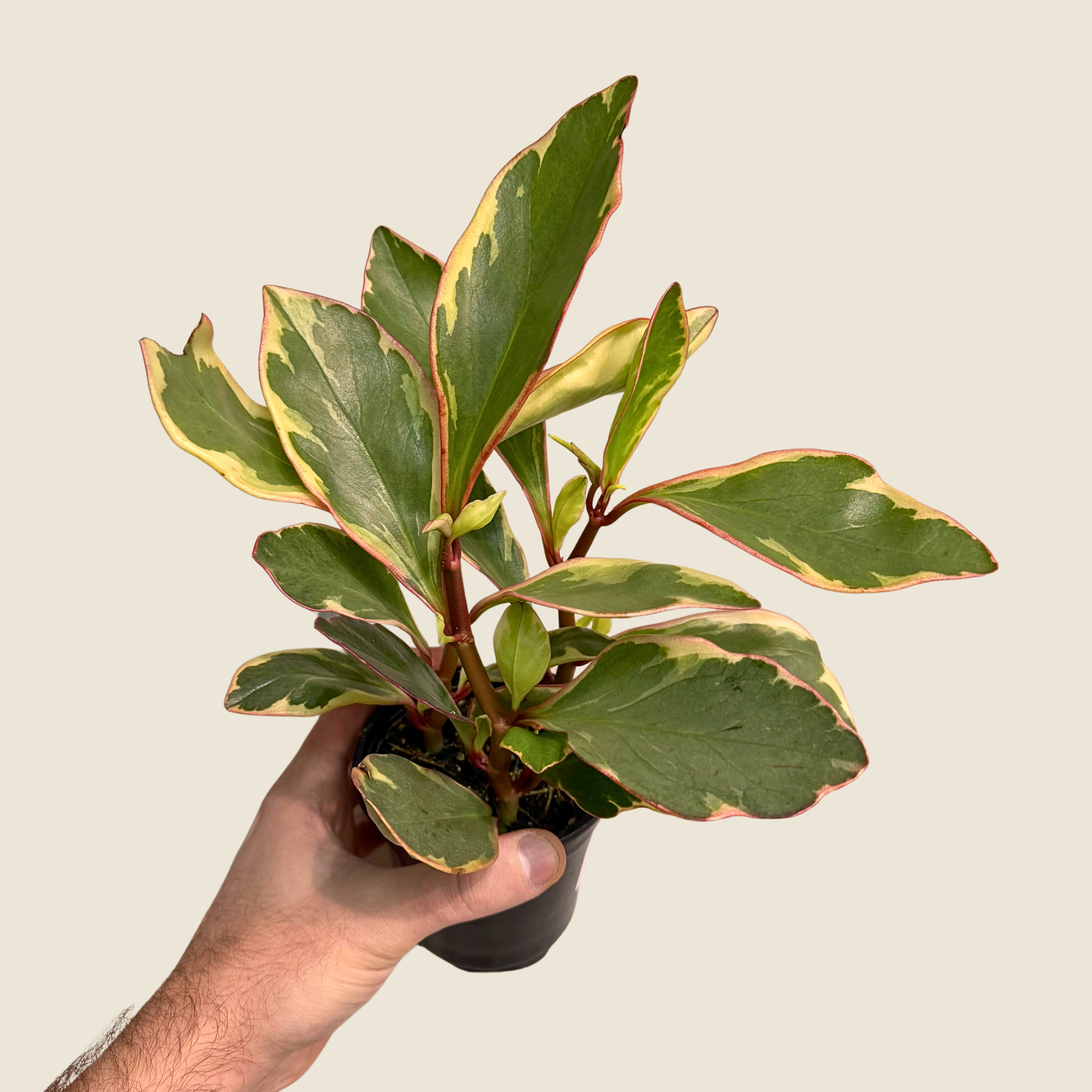 Peperomia Ginny