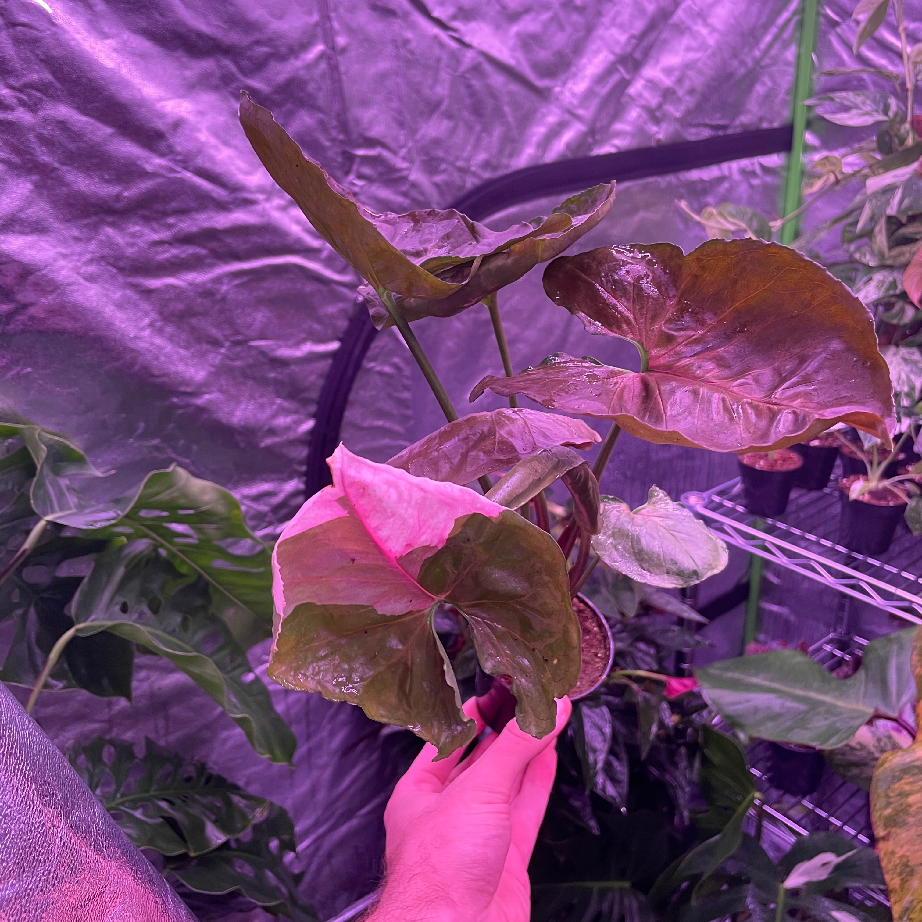 Syngonium Strawberry Ice