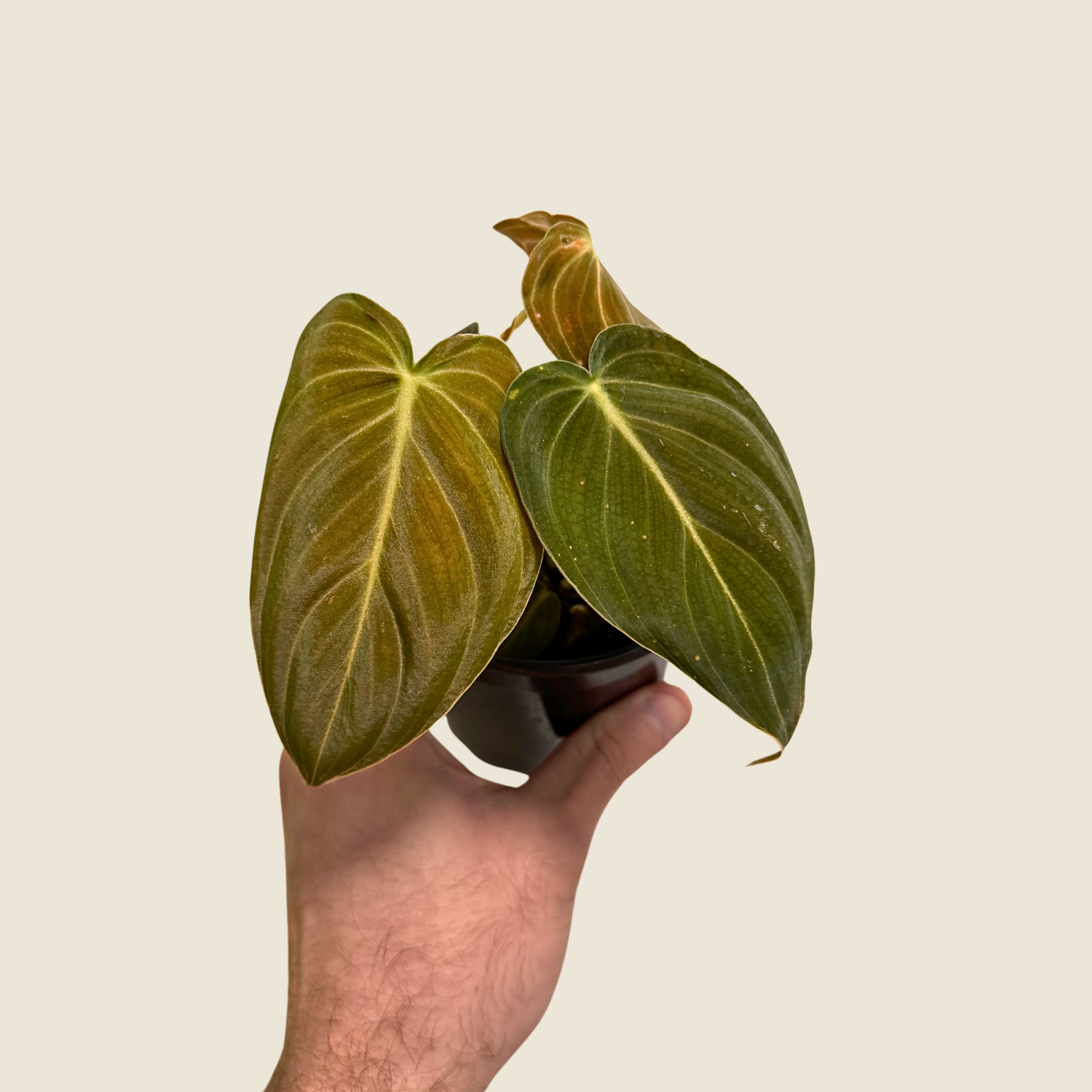 Philodendron Melanochrysum