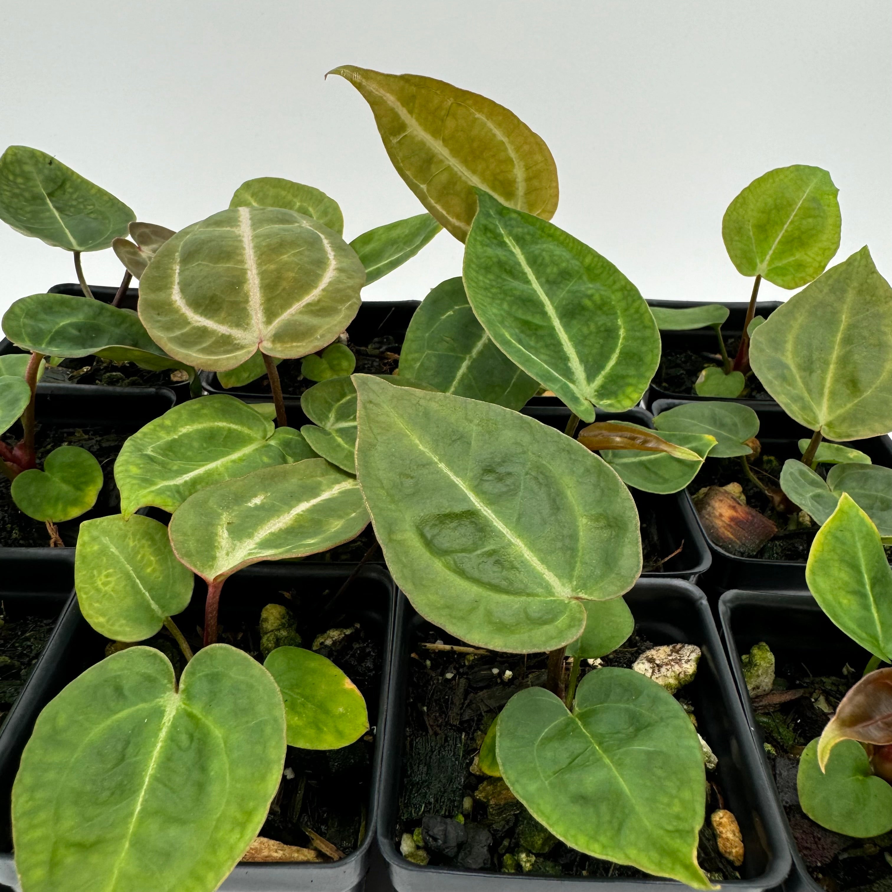Anthurium Nurse Batch