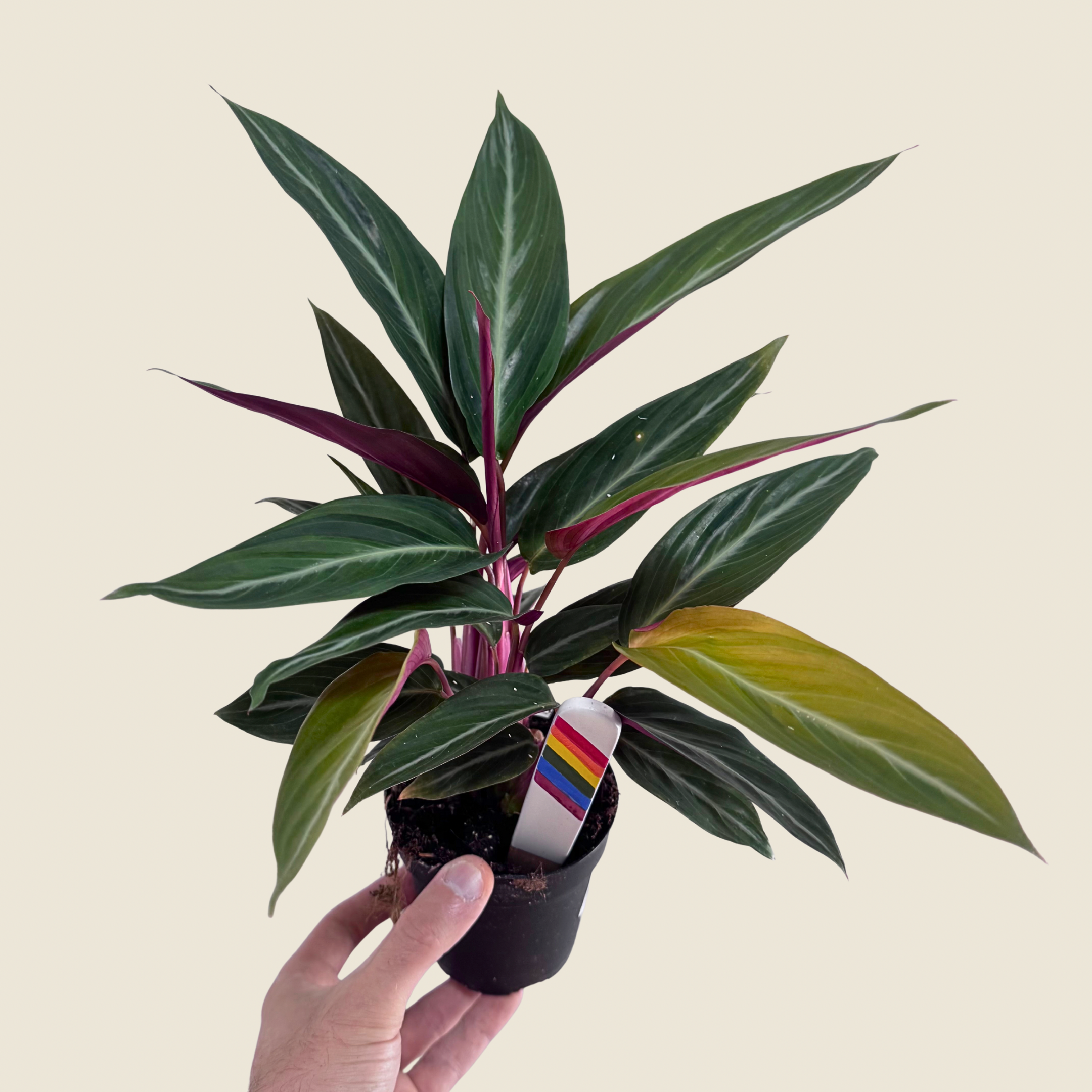 Stromanthe Sanguinea