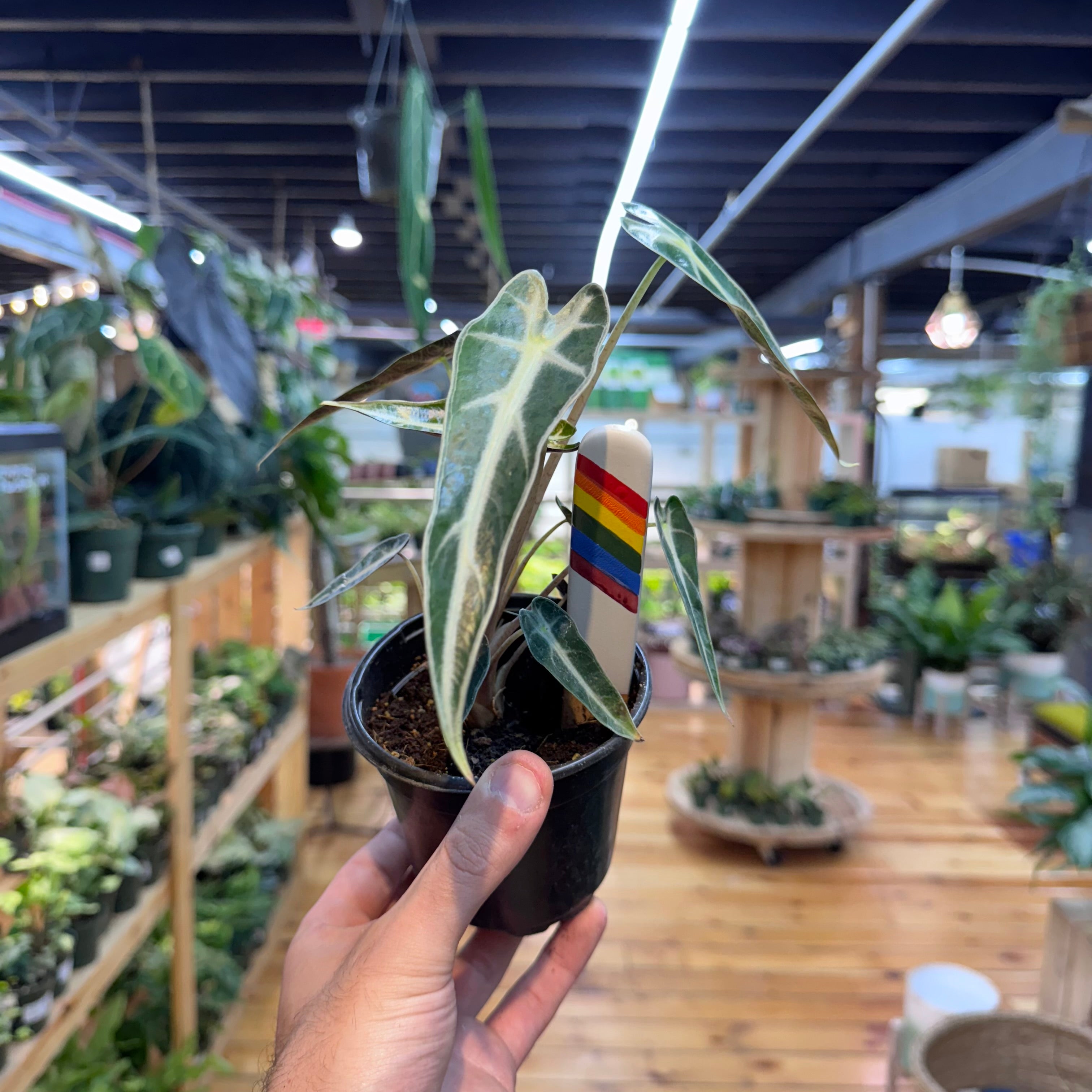 Alocasia Bambino