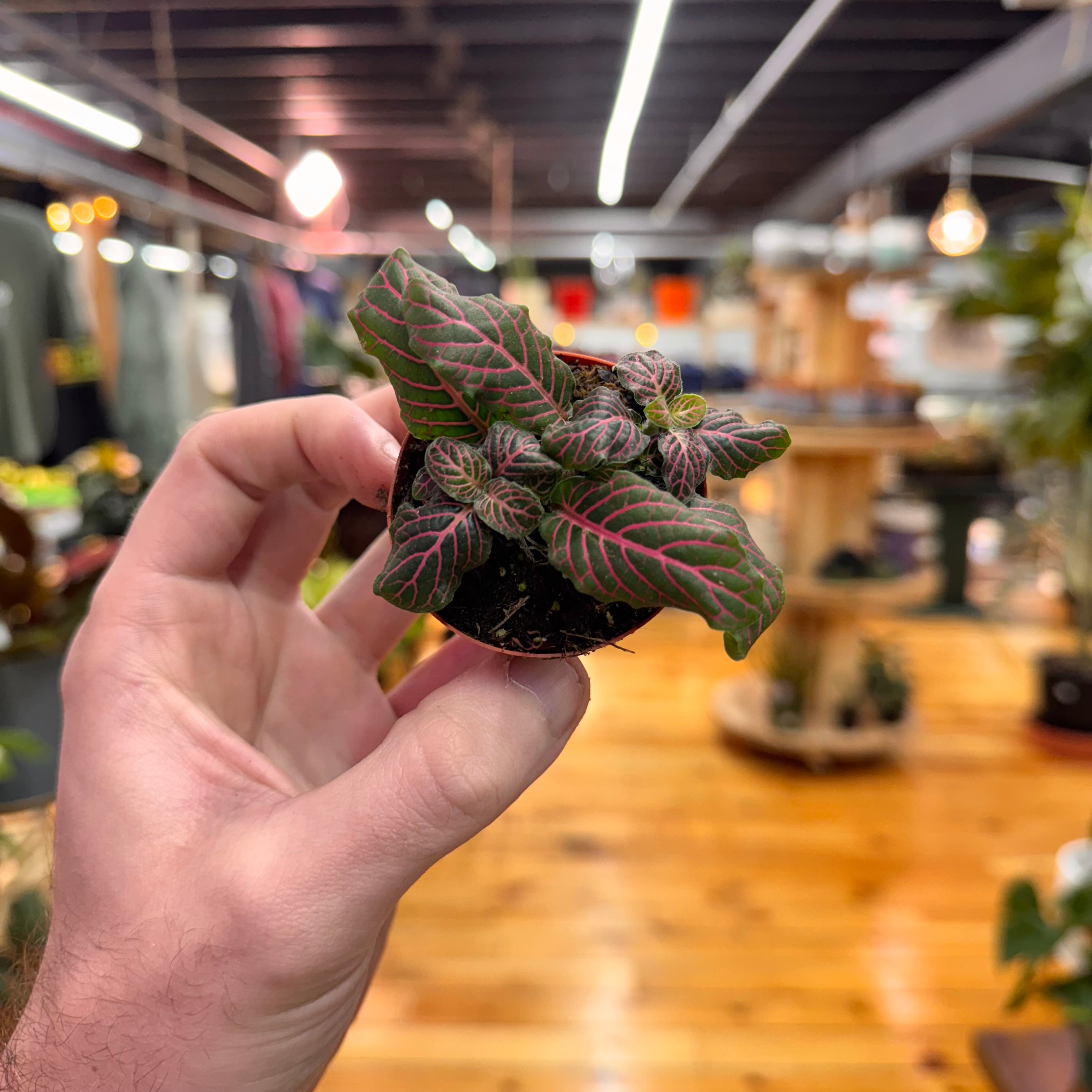 Fittonia &