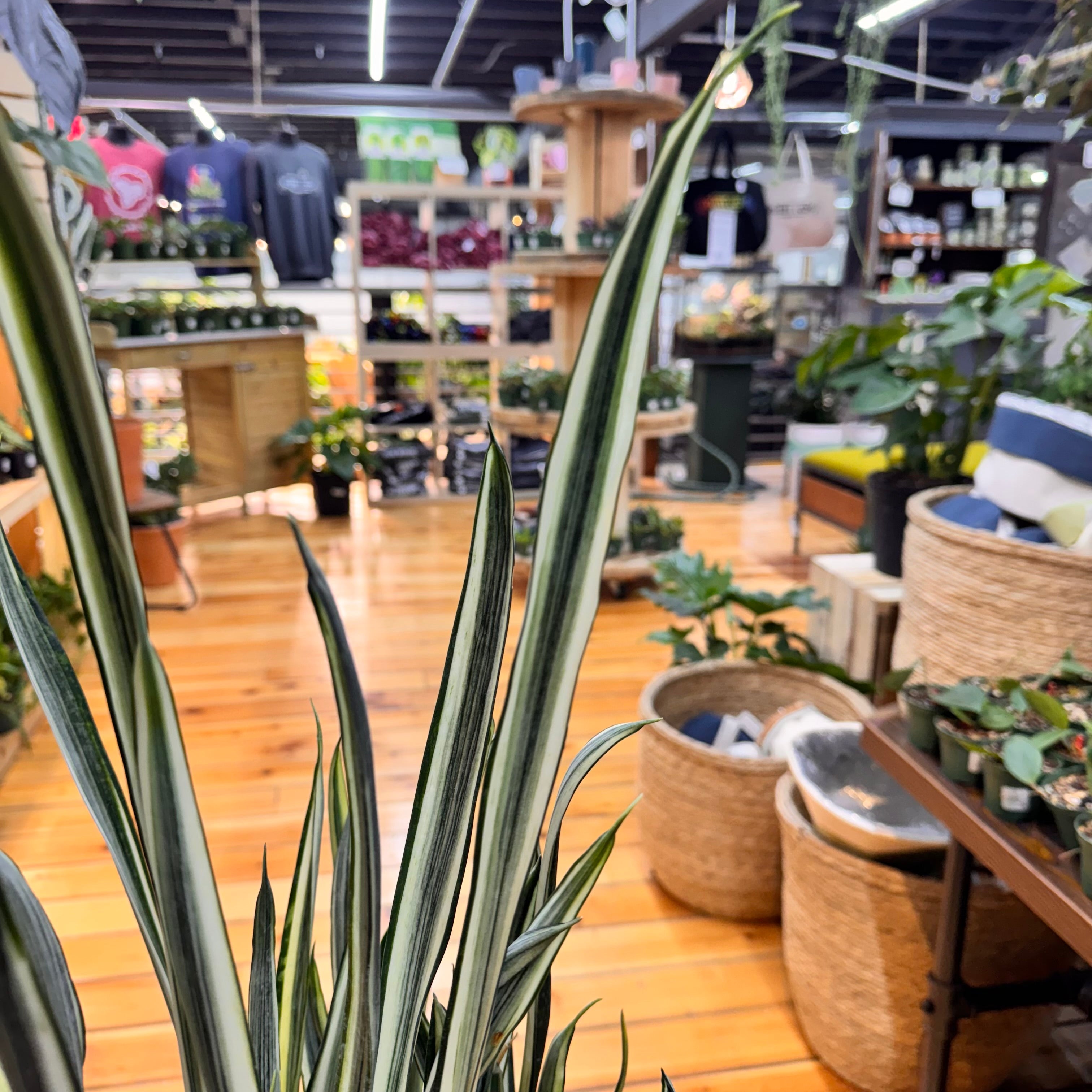 Sansevieria Bantels