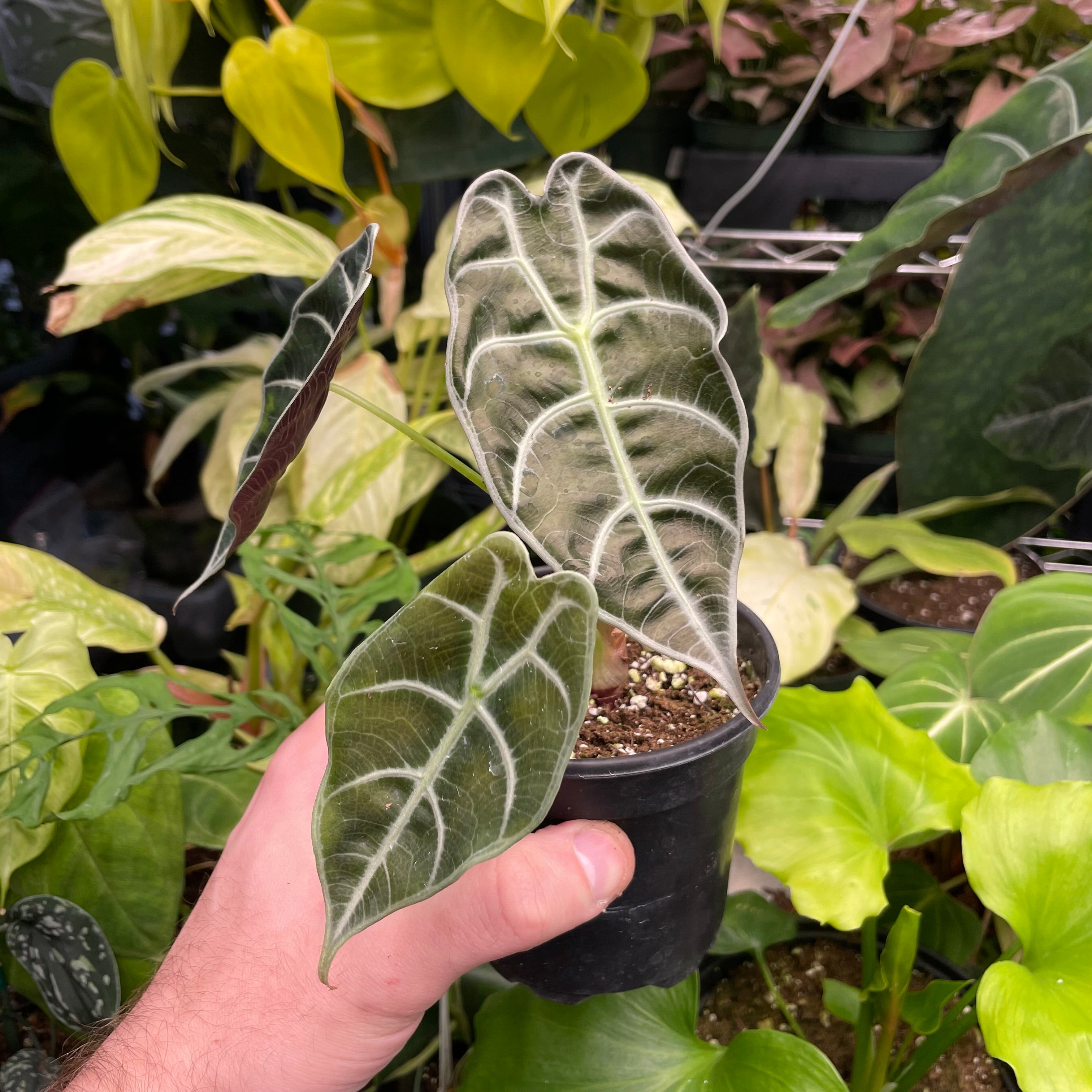 Alocasia Watsoniana