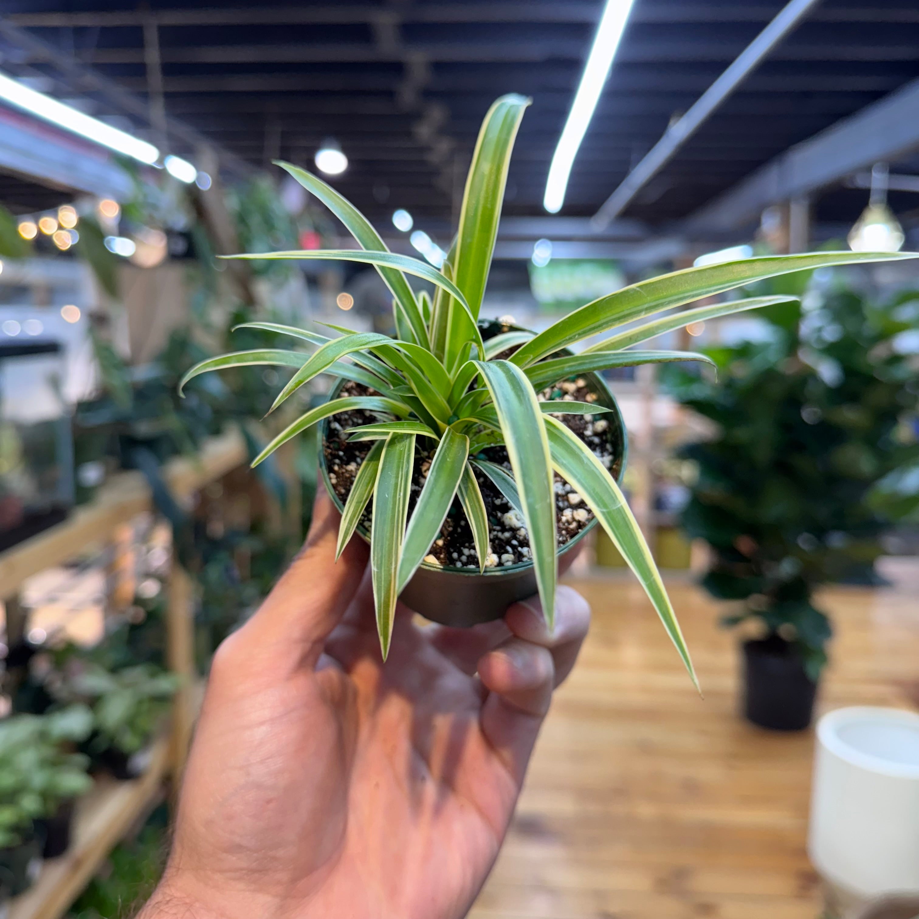 Hand holding a small potted plant with a blurred indoor setting in the background