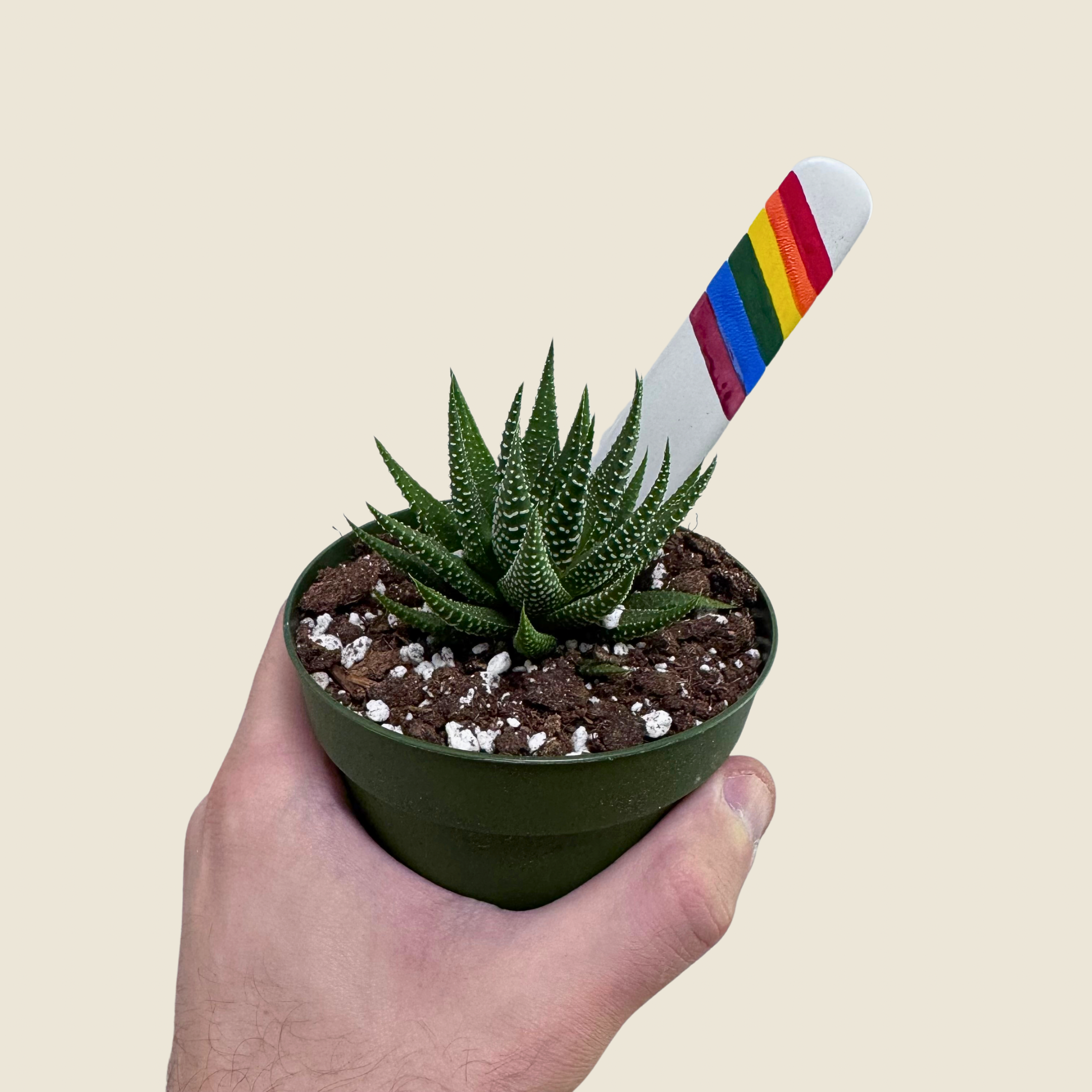 Haworthia Zebra Succulent