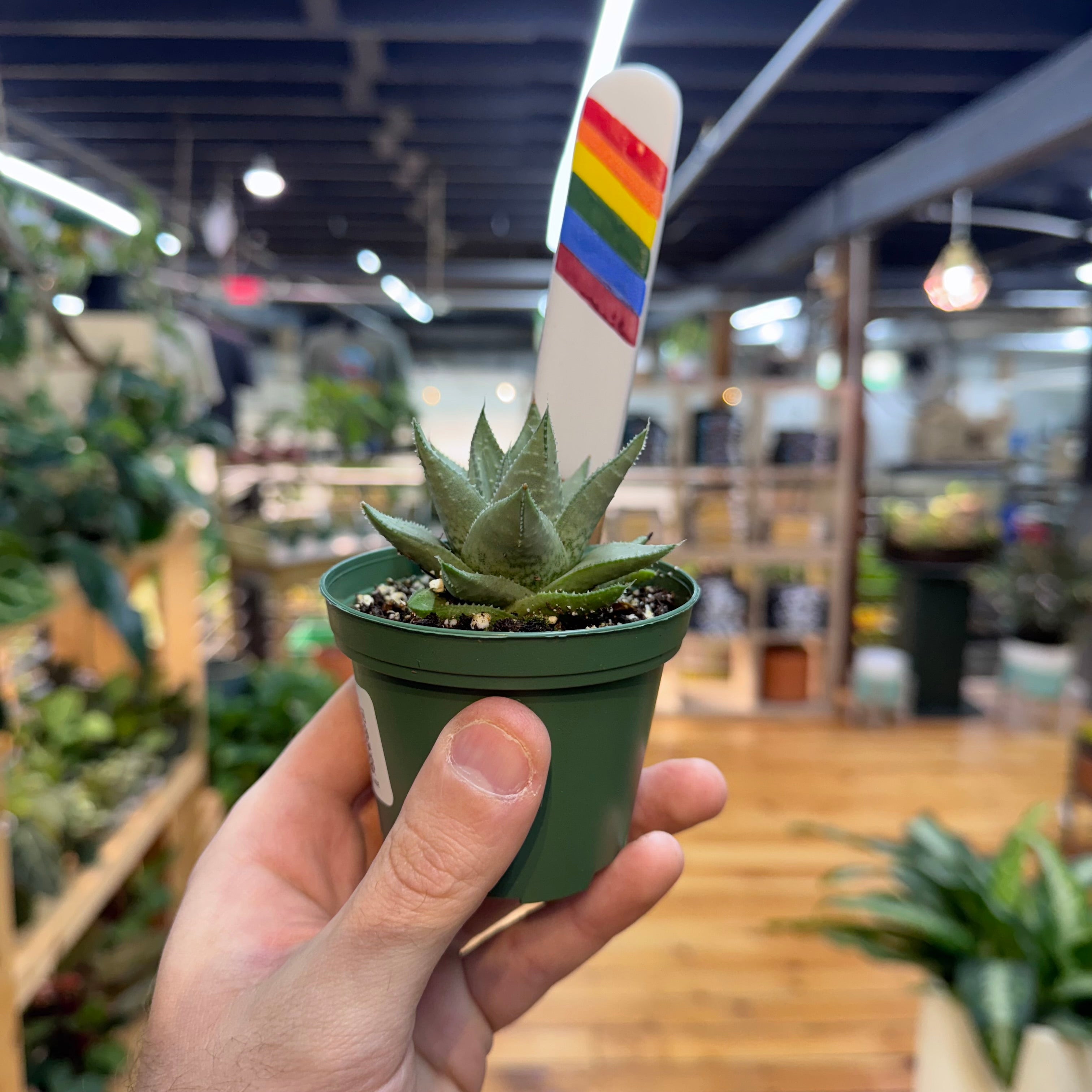 Gasteraloe &