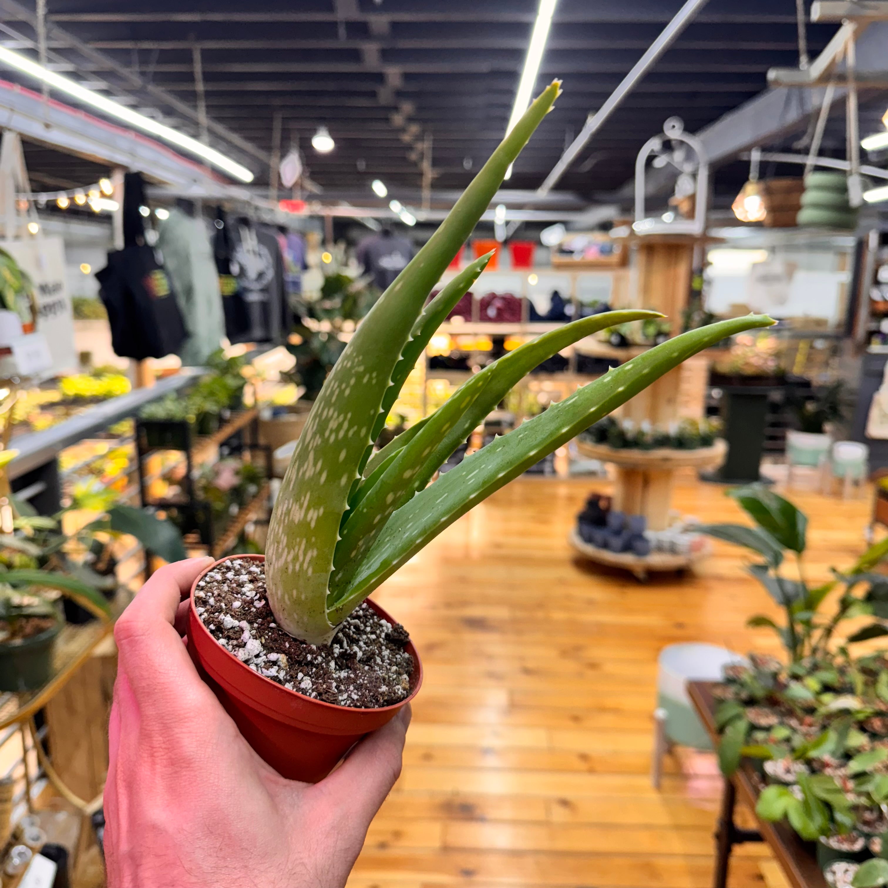 Aloe Vera
