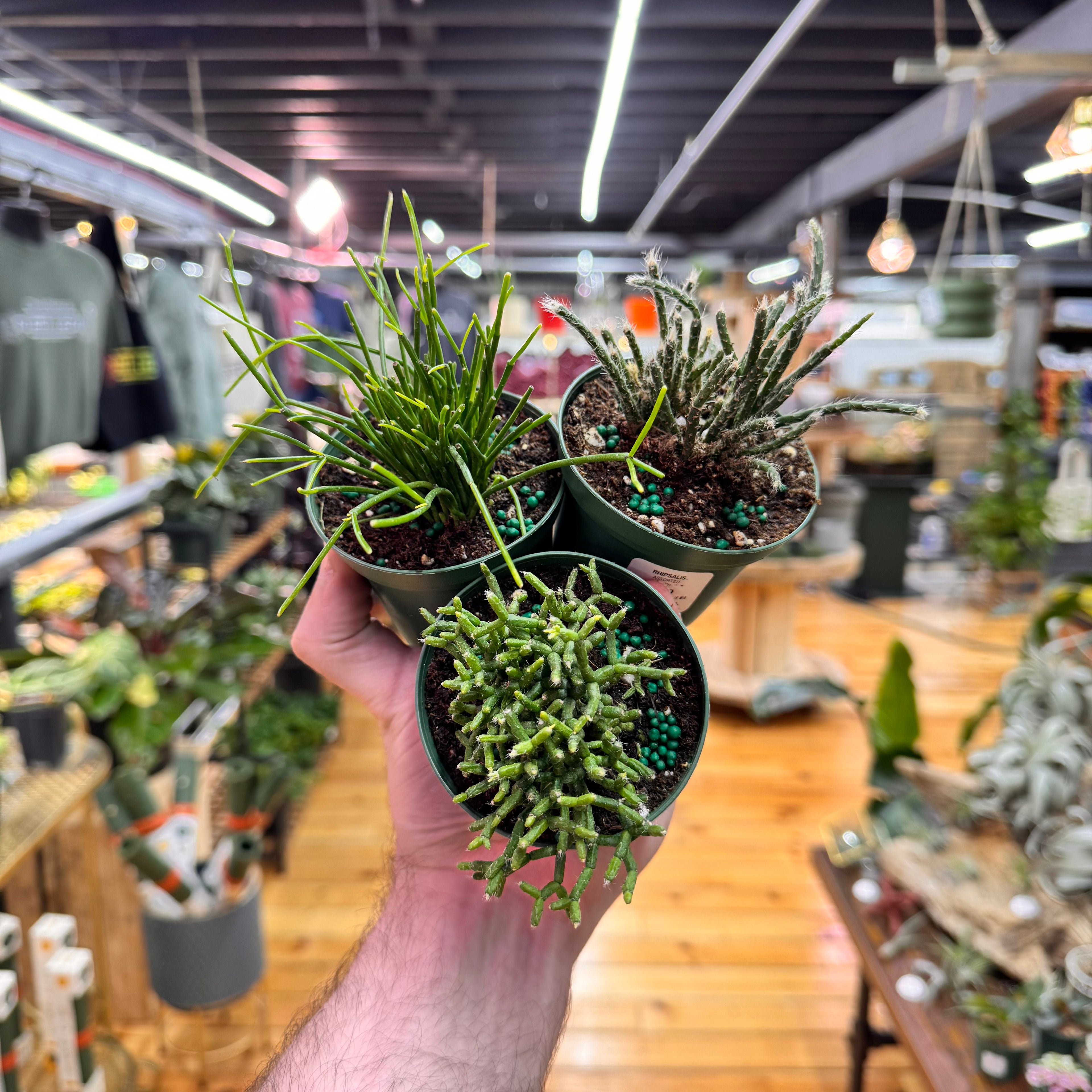 Rhipsalis Assorted