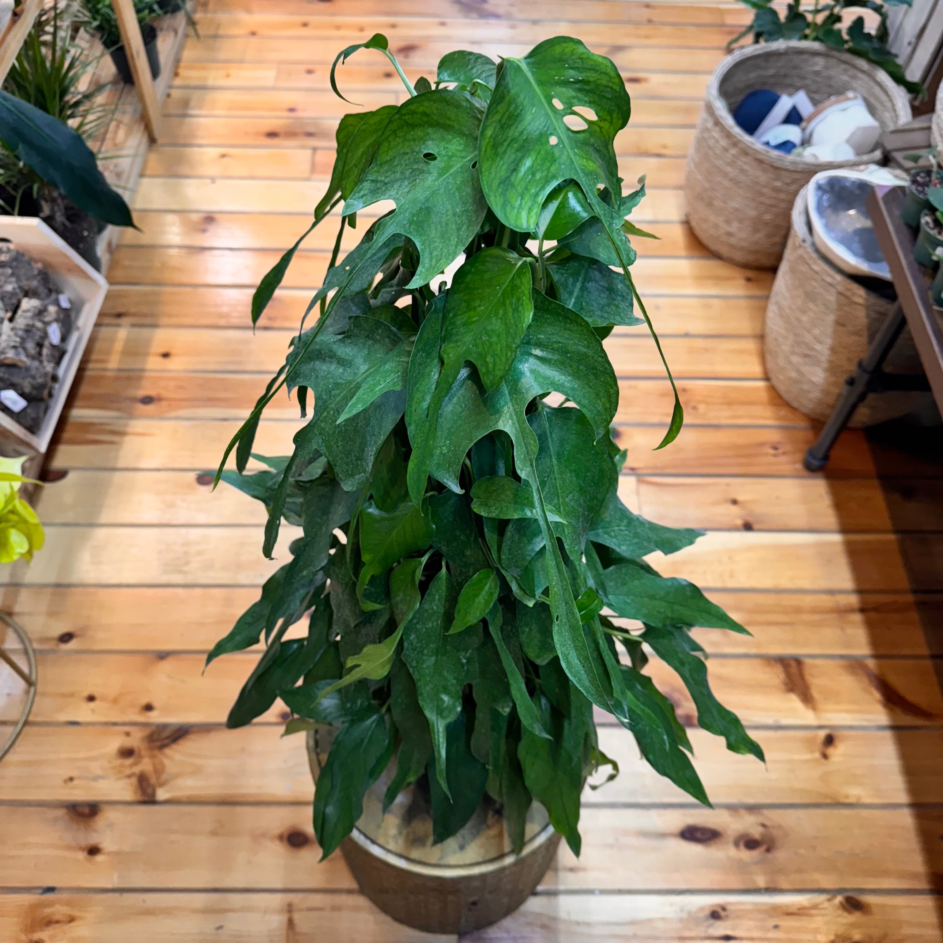 Pothos Skeleton Key