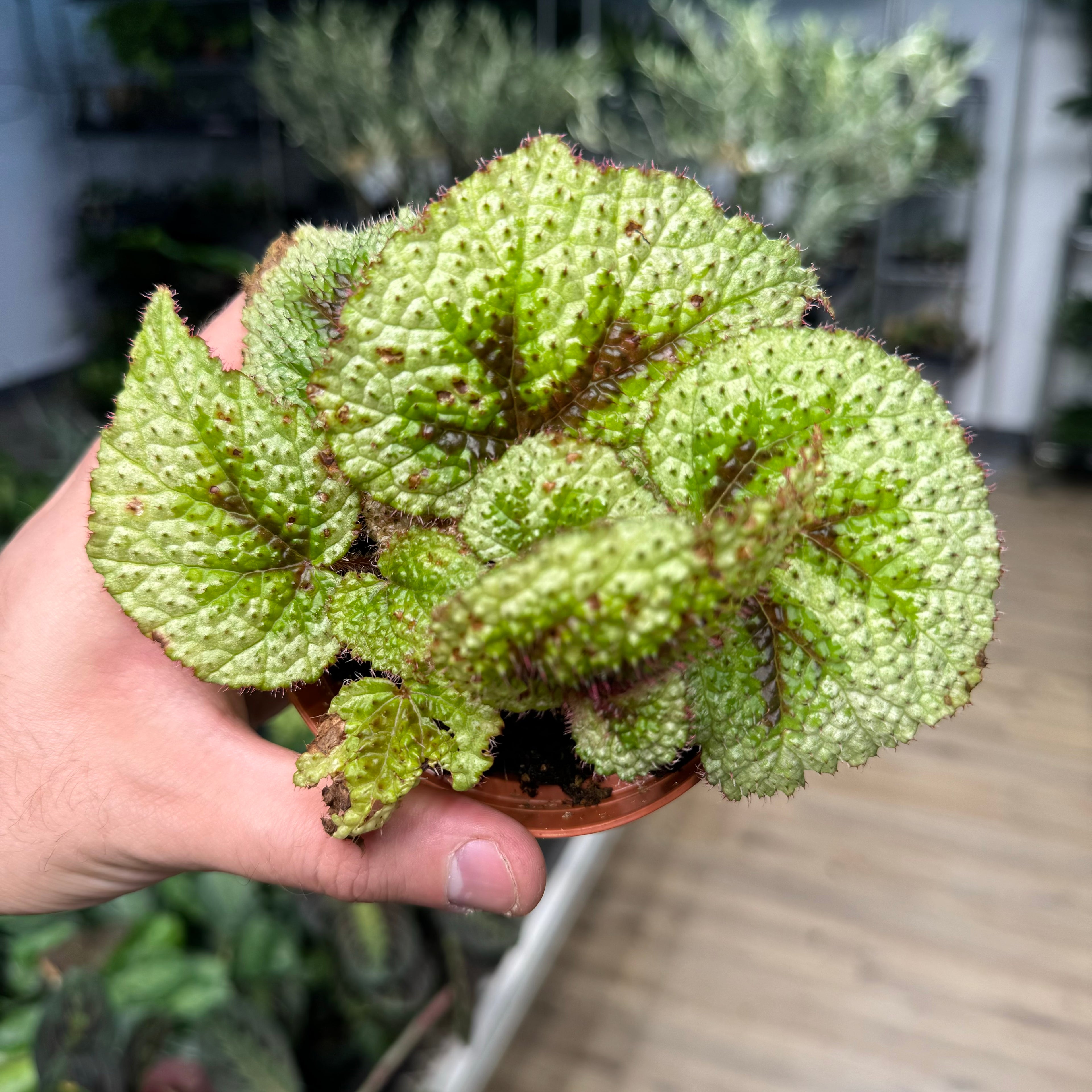 Begonia Tricolor Variegata Masoniana