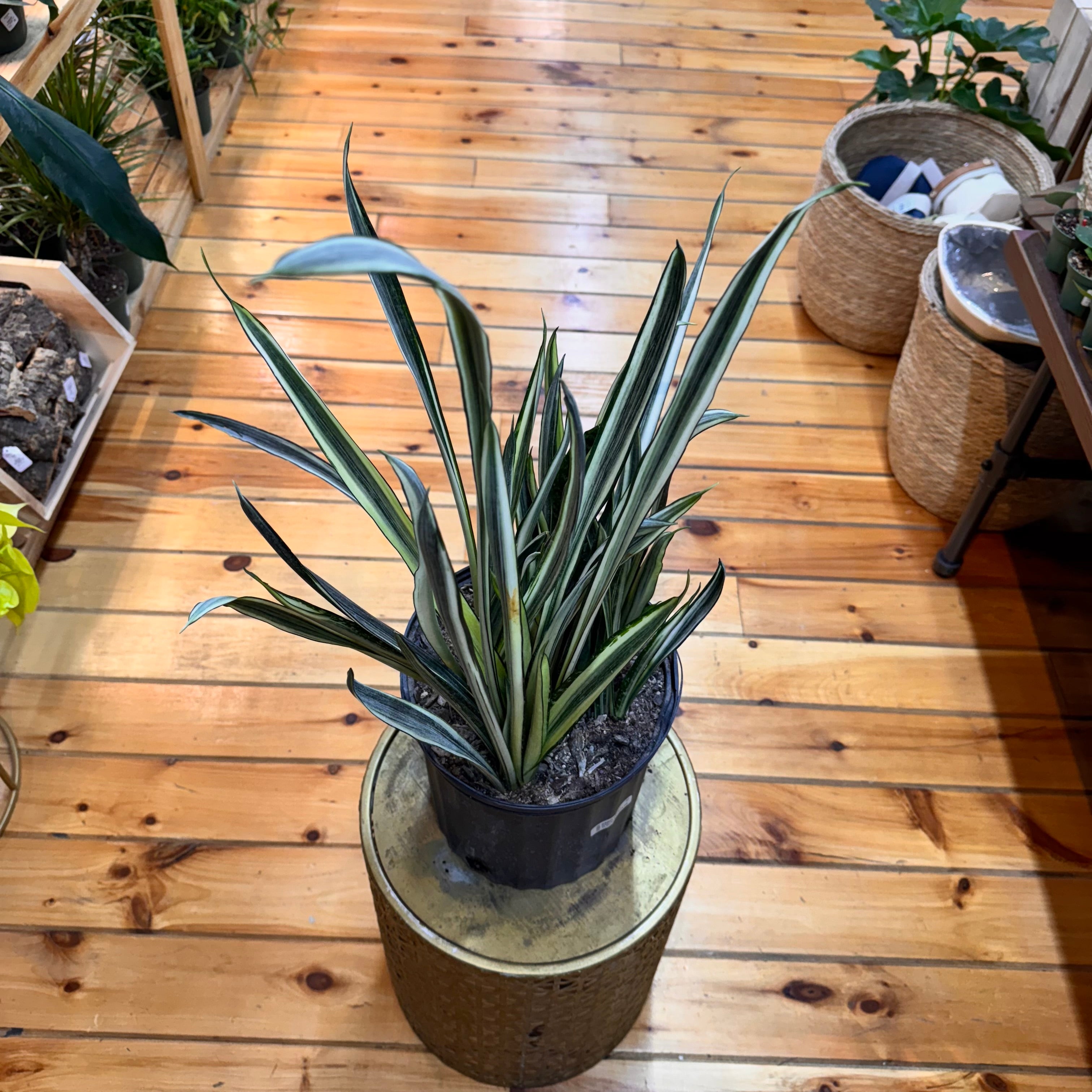 Sansevieria Bantels