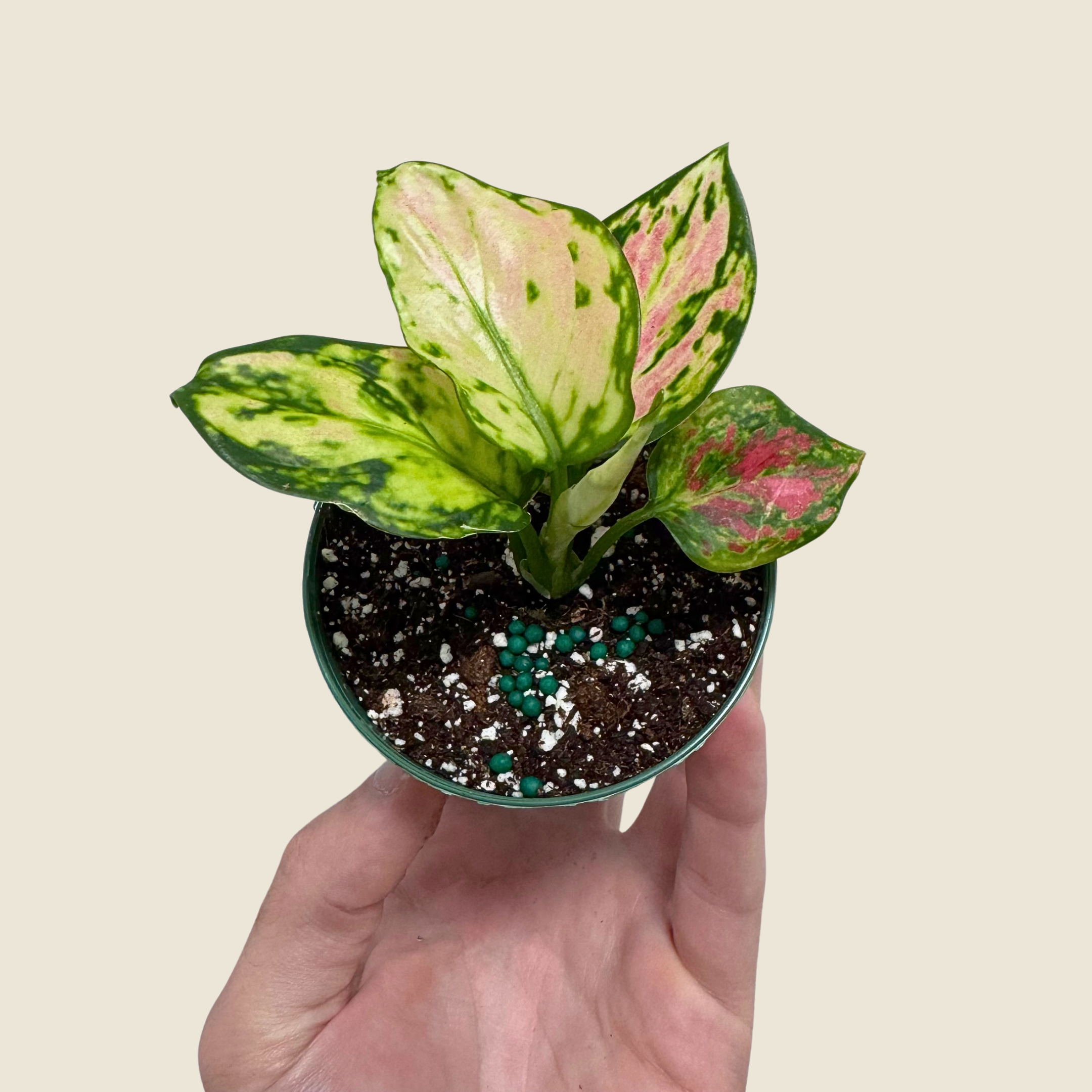 Aglaonema Red Zircon