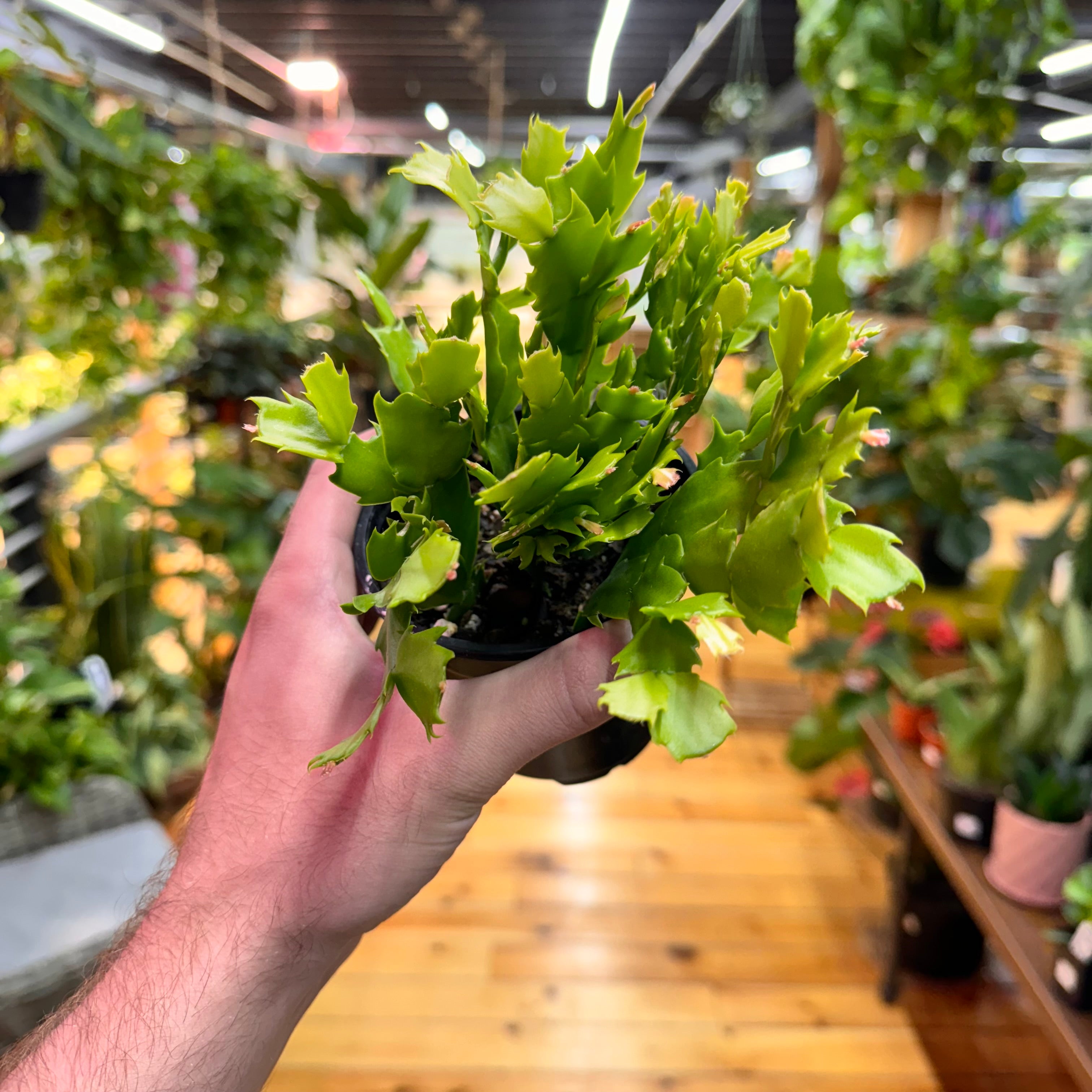 Schlumbergera Holiday Cactus