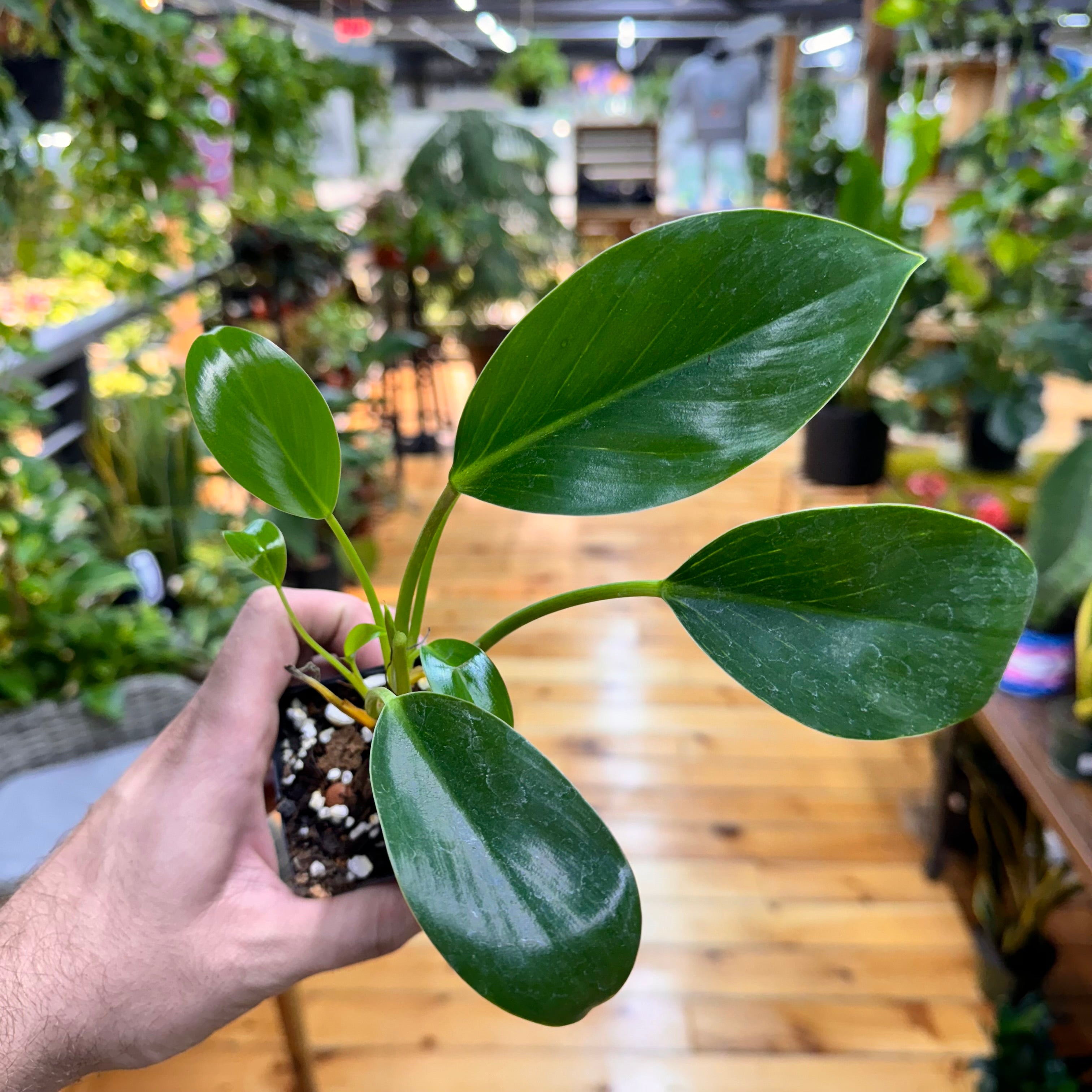 Philodendron &