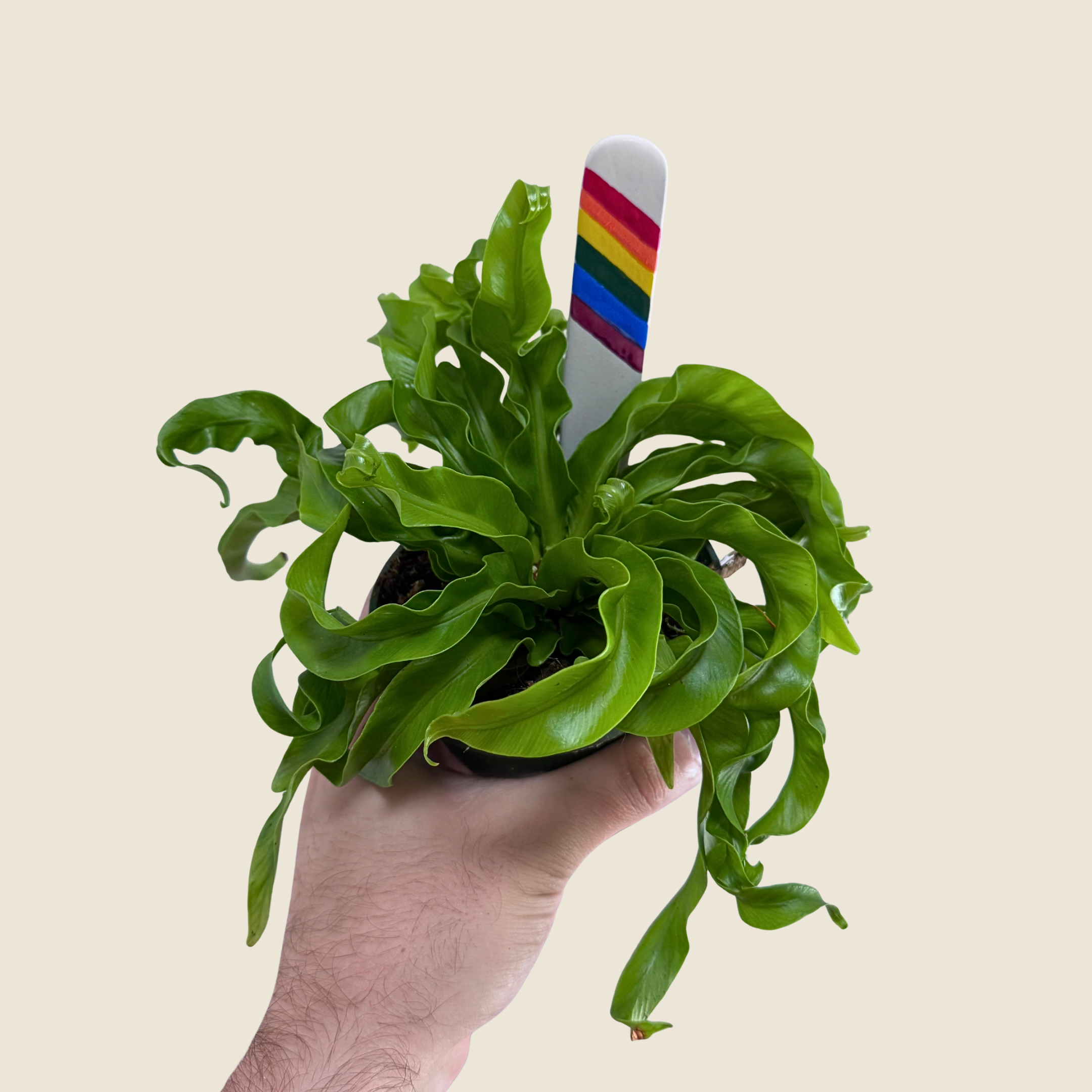 Fern Hurricane