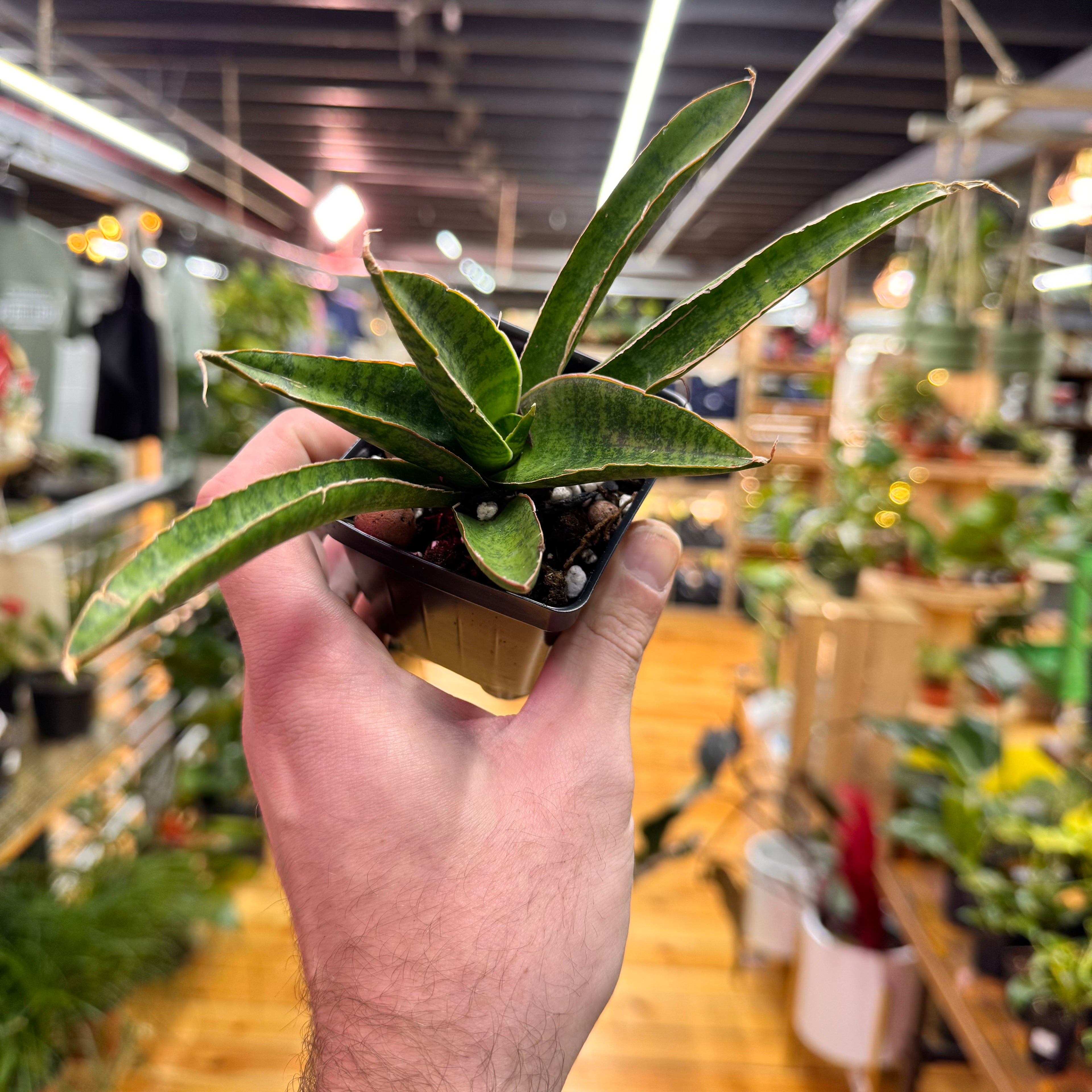 Sansevieria Jade Pagoda