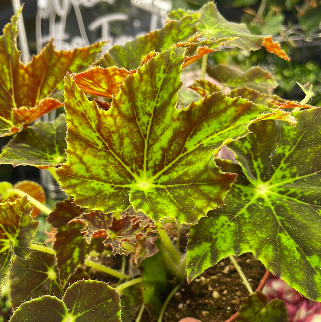 Begonia Phoe&