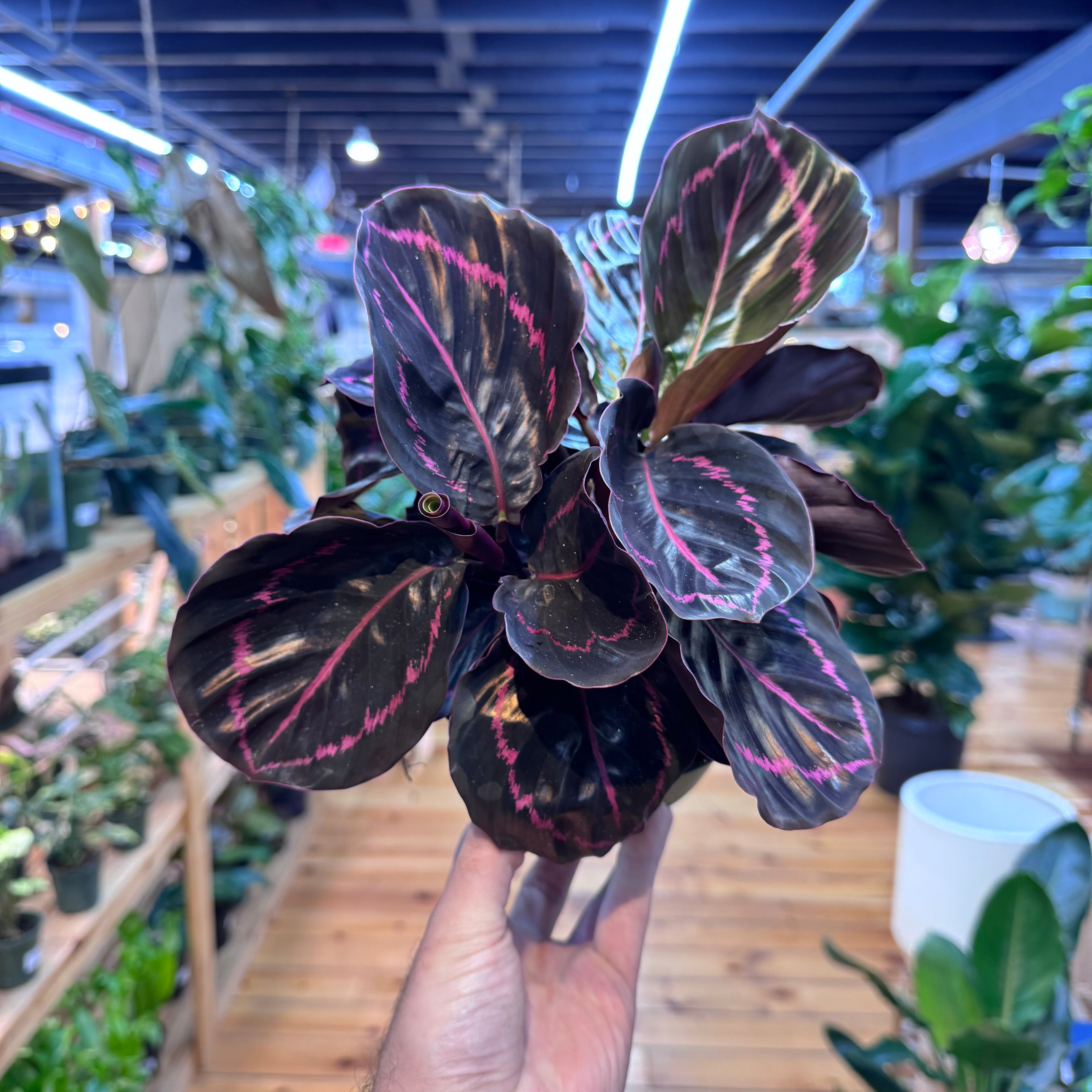 Calathea Dottie