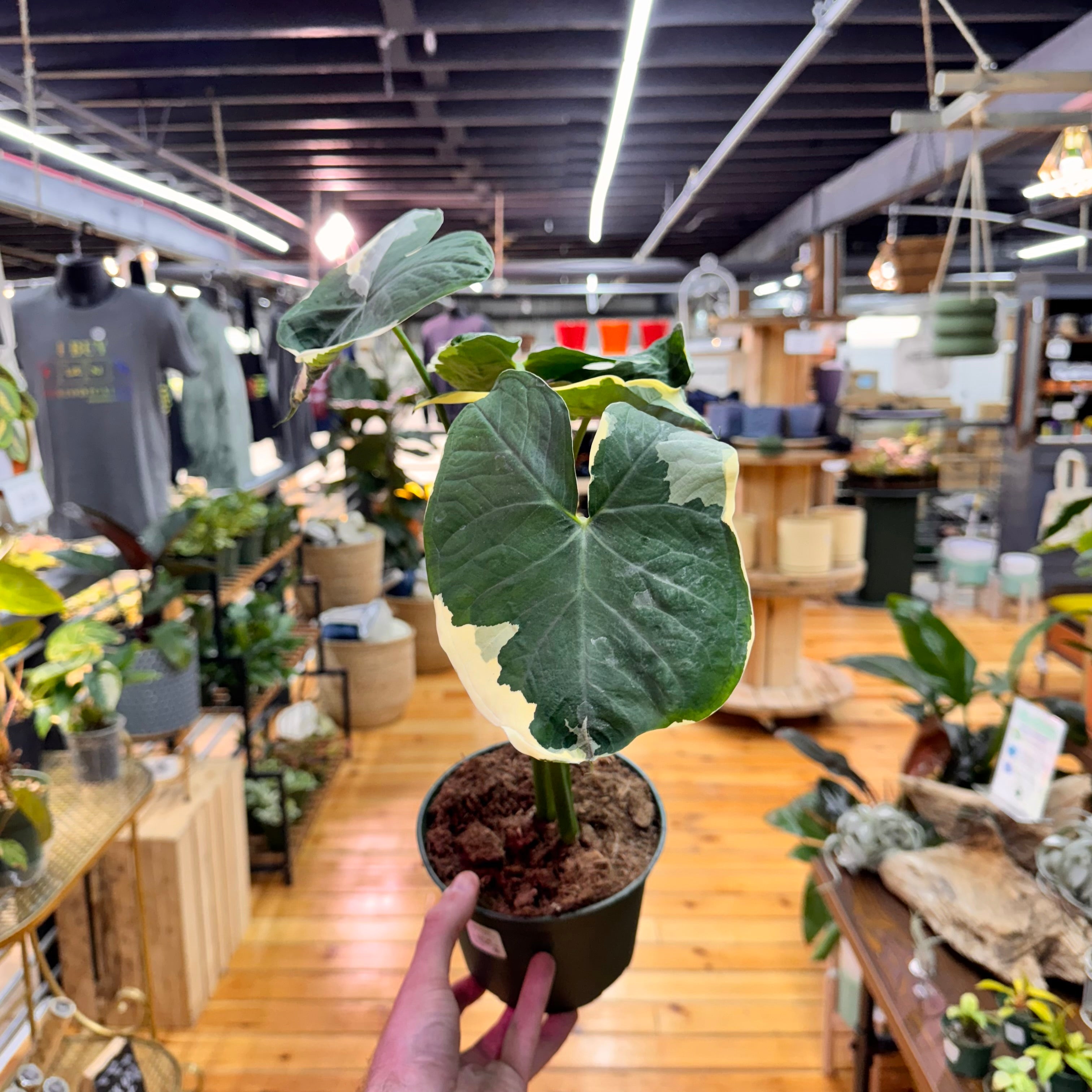 Alocasia Mickey Mouse