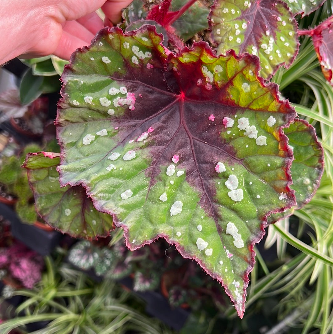 Begonia Grinch