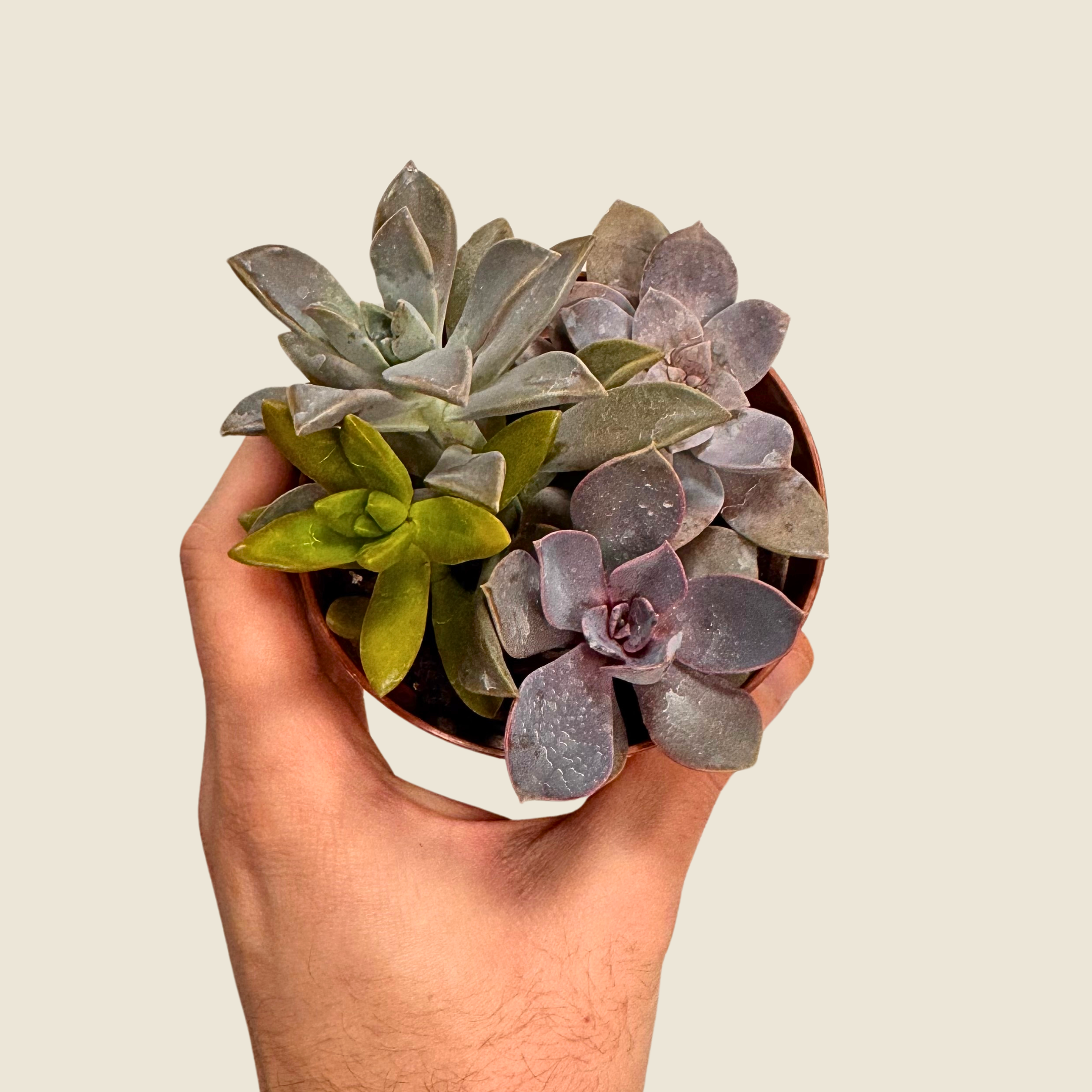 Succulent Combo