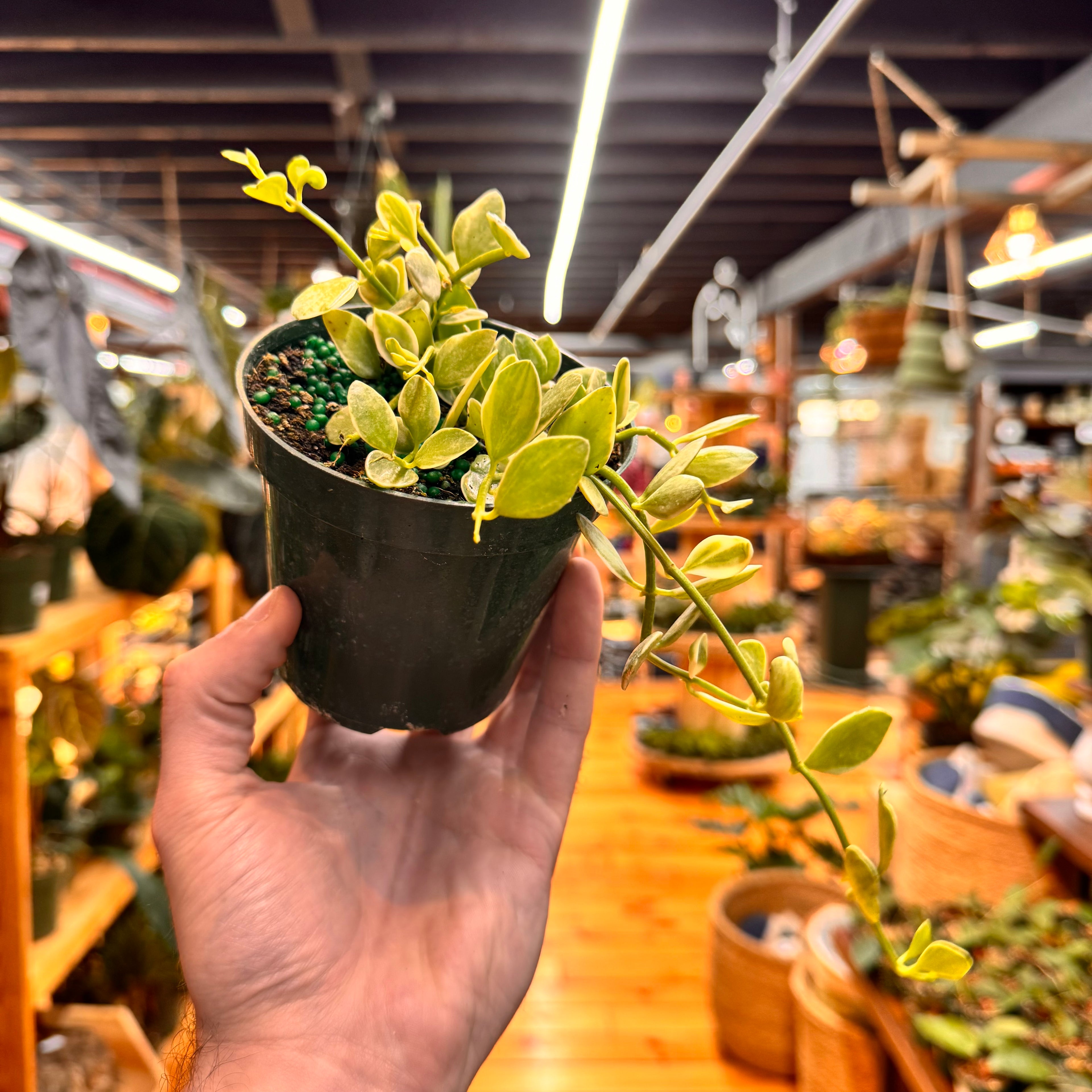 Dischidia Oiantha