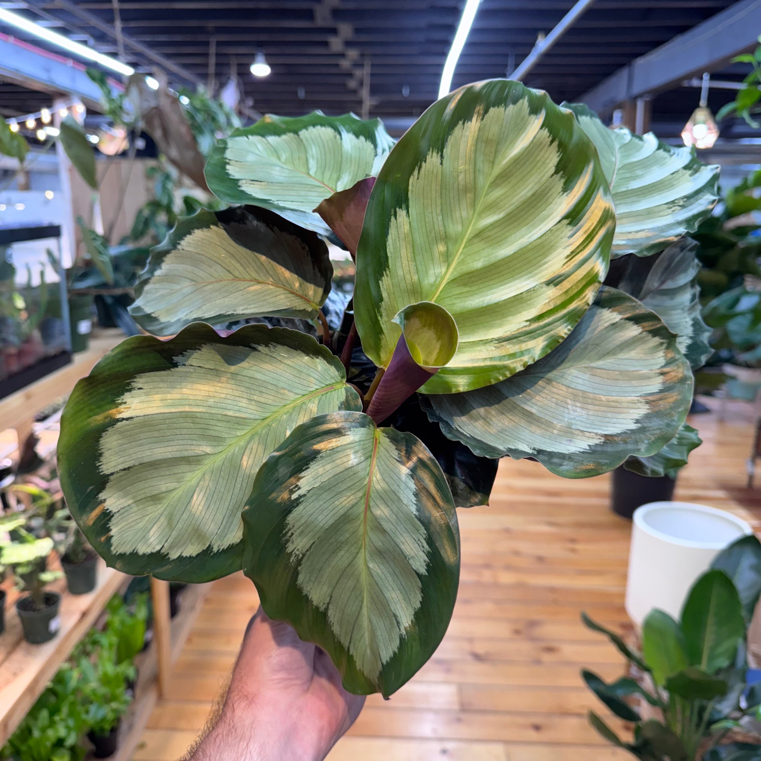 Calathea Northern Lights