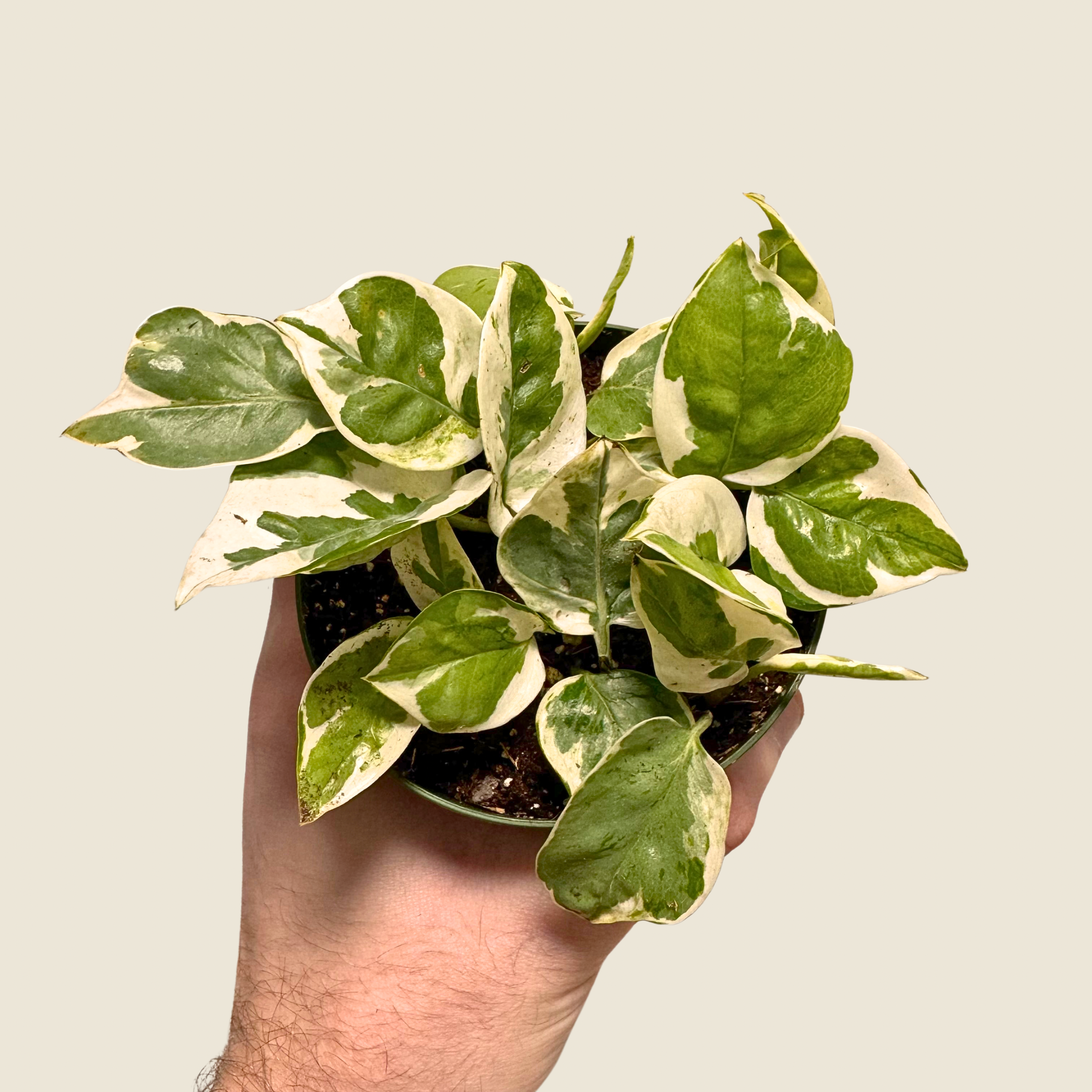 Pothos NJoy