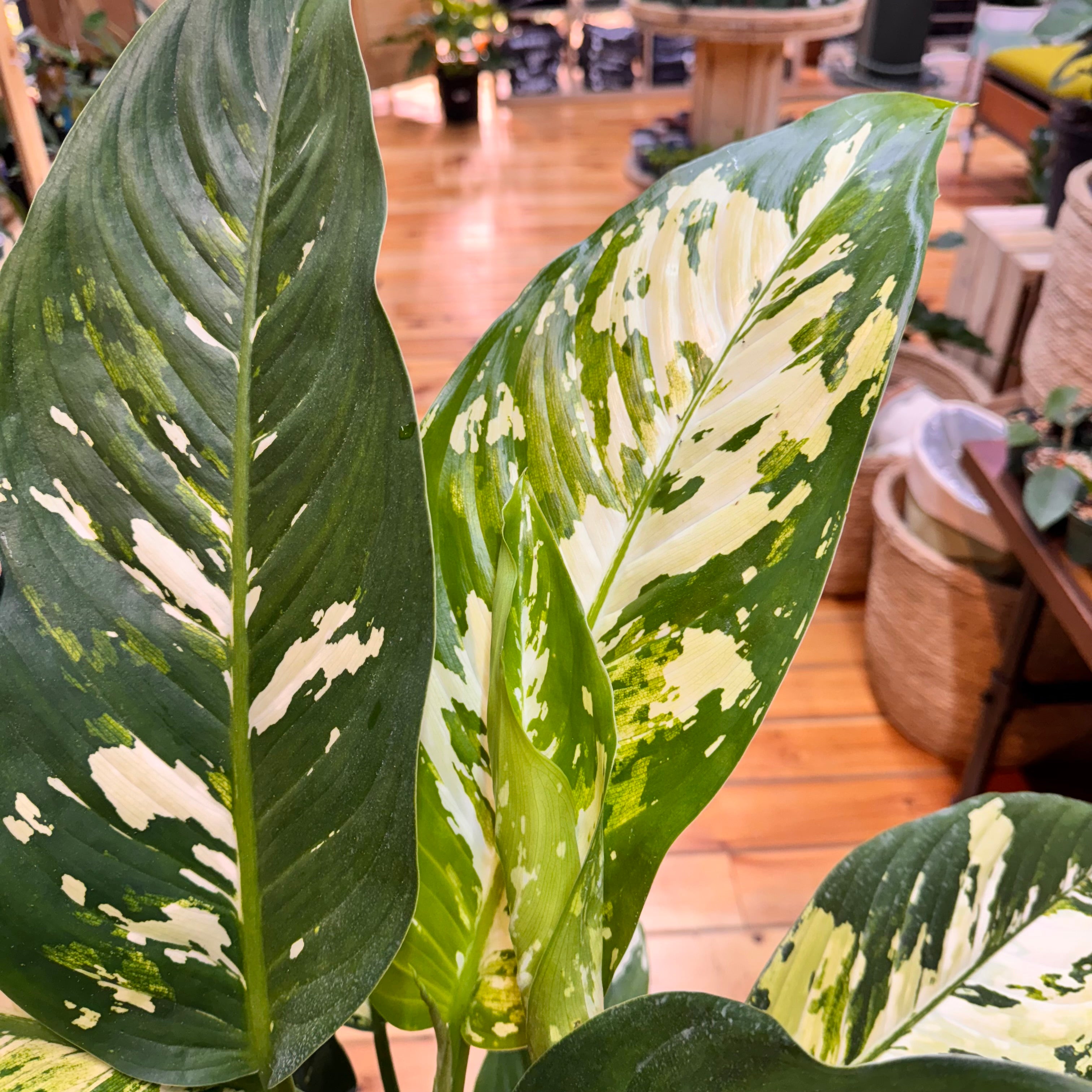 Dieffenbachia Puerto Rico