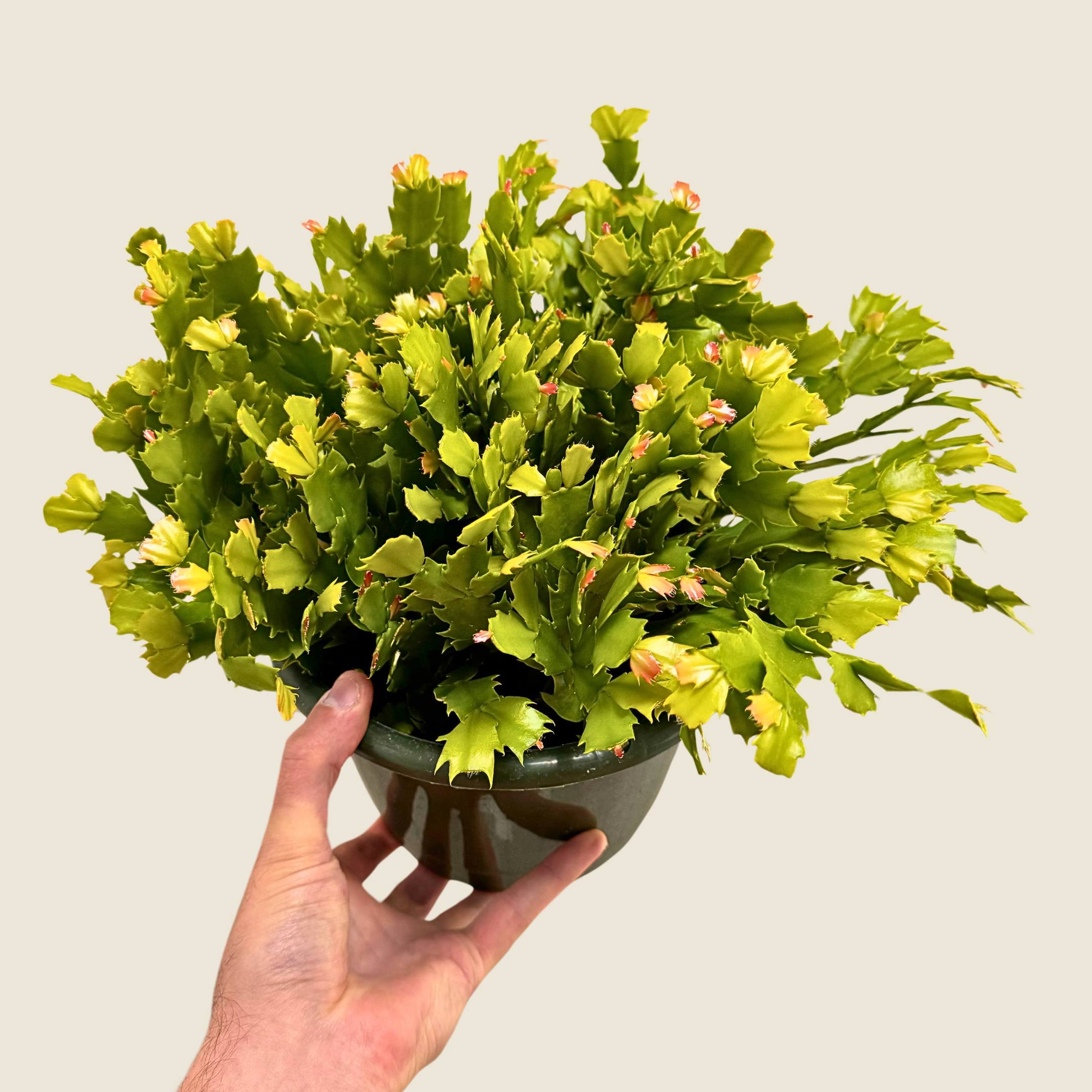 Schlumbergera Holiday Cactus