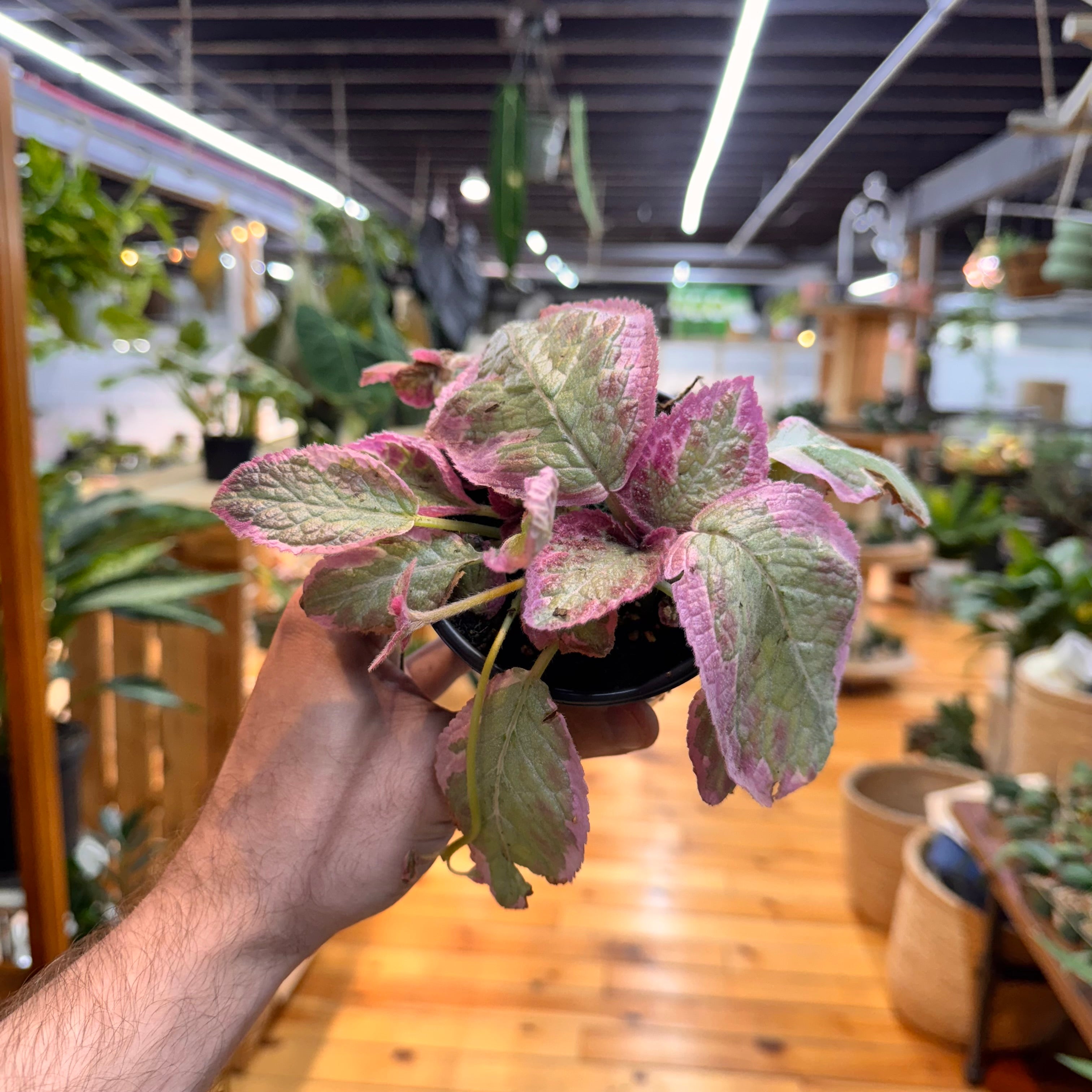 Episcia Pink Brocade