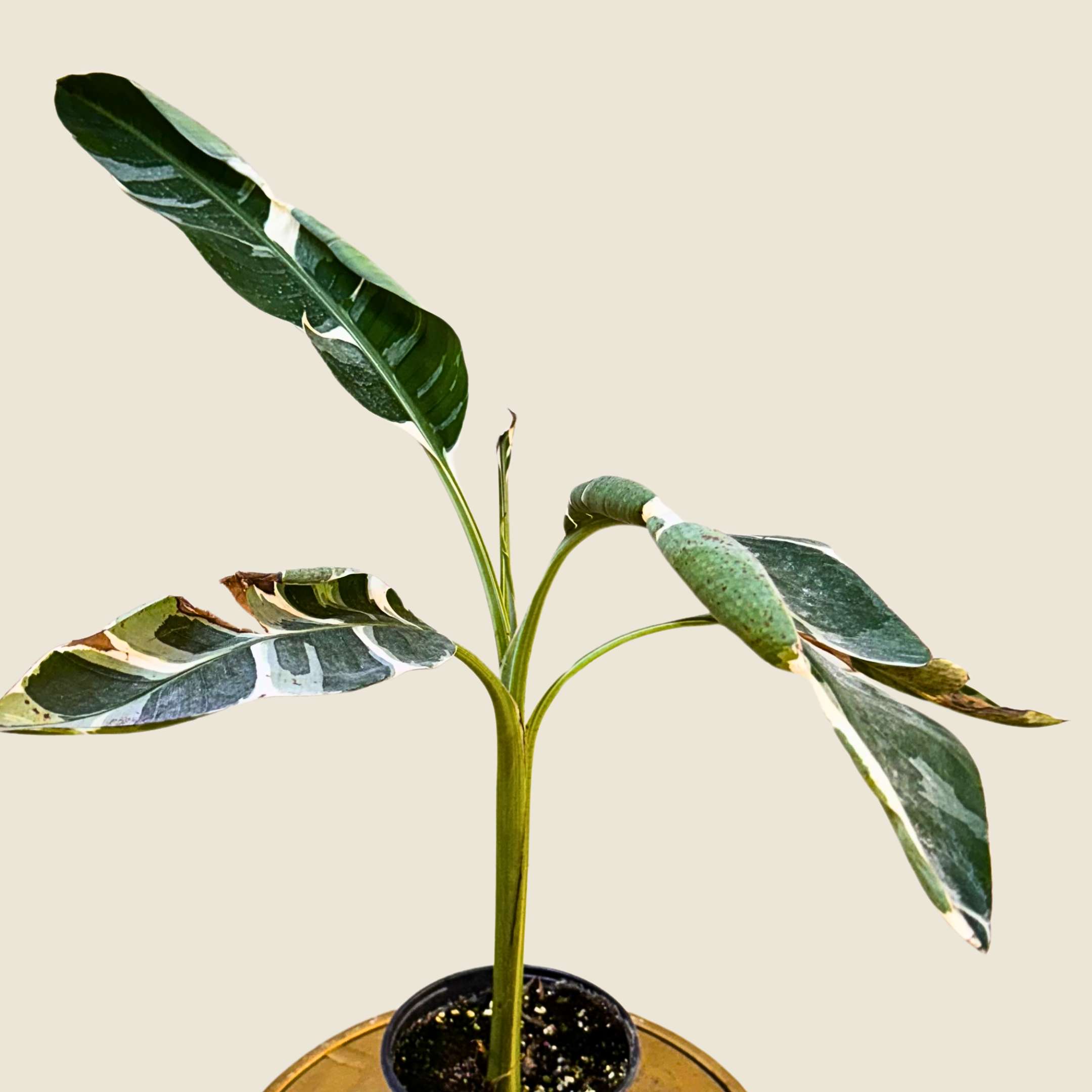 Musa Florida Variegated