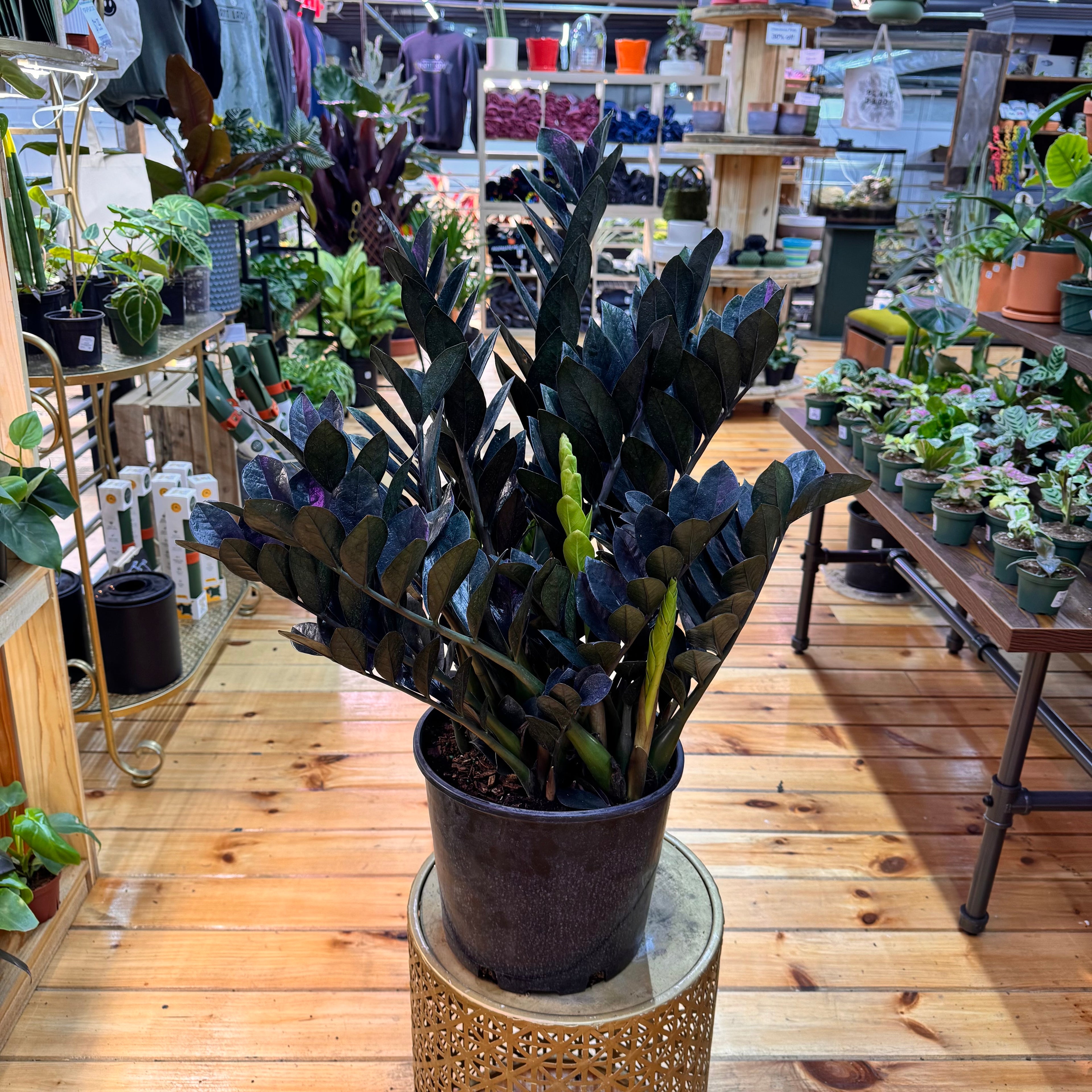 Zamioculas Zamiifolia &