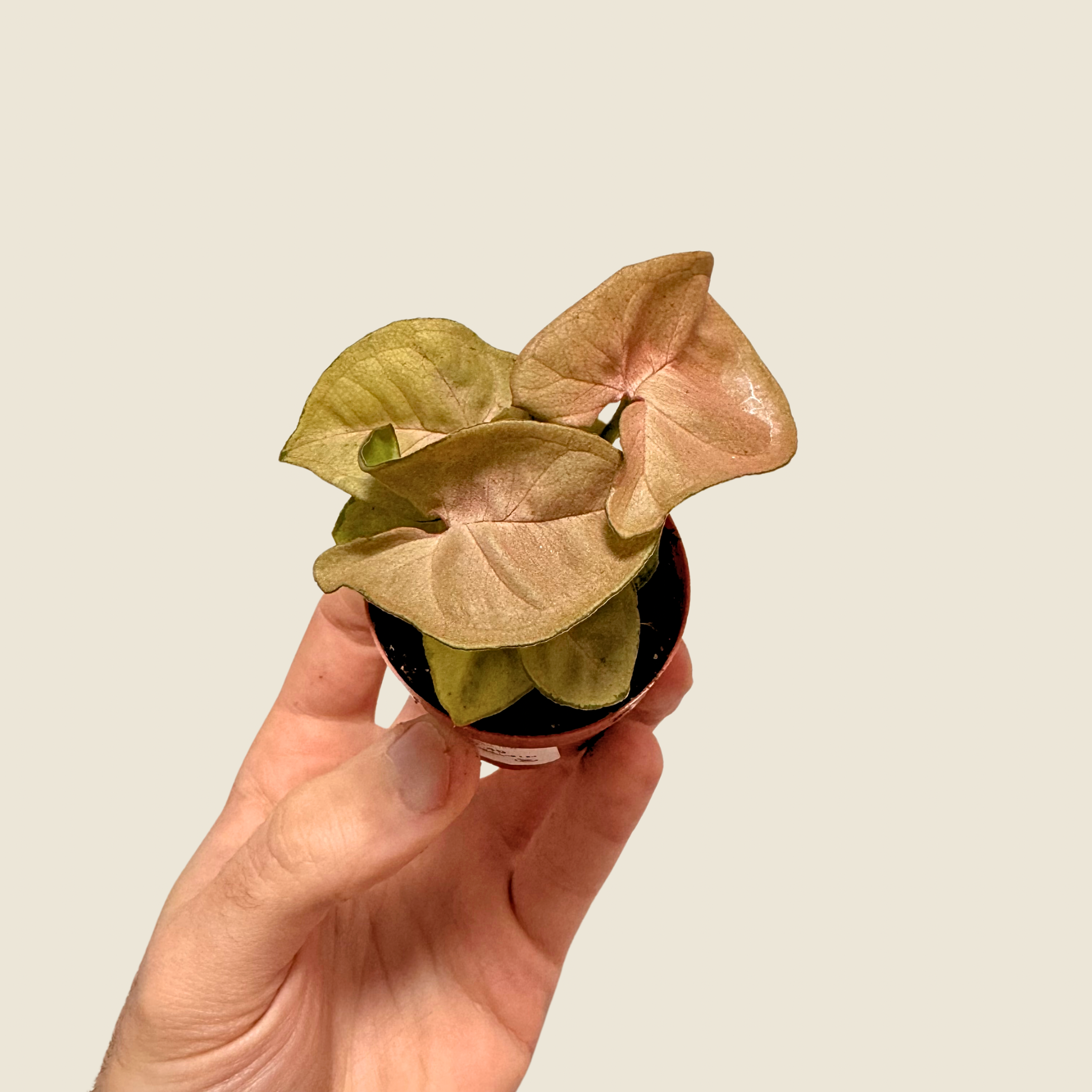 Syngonium Neon Pink