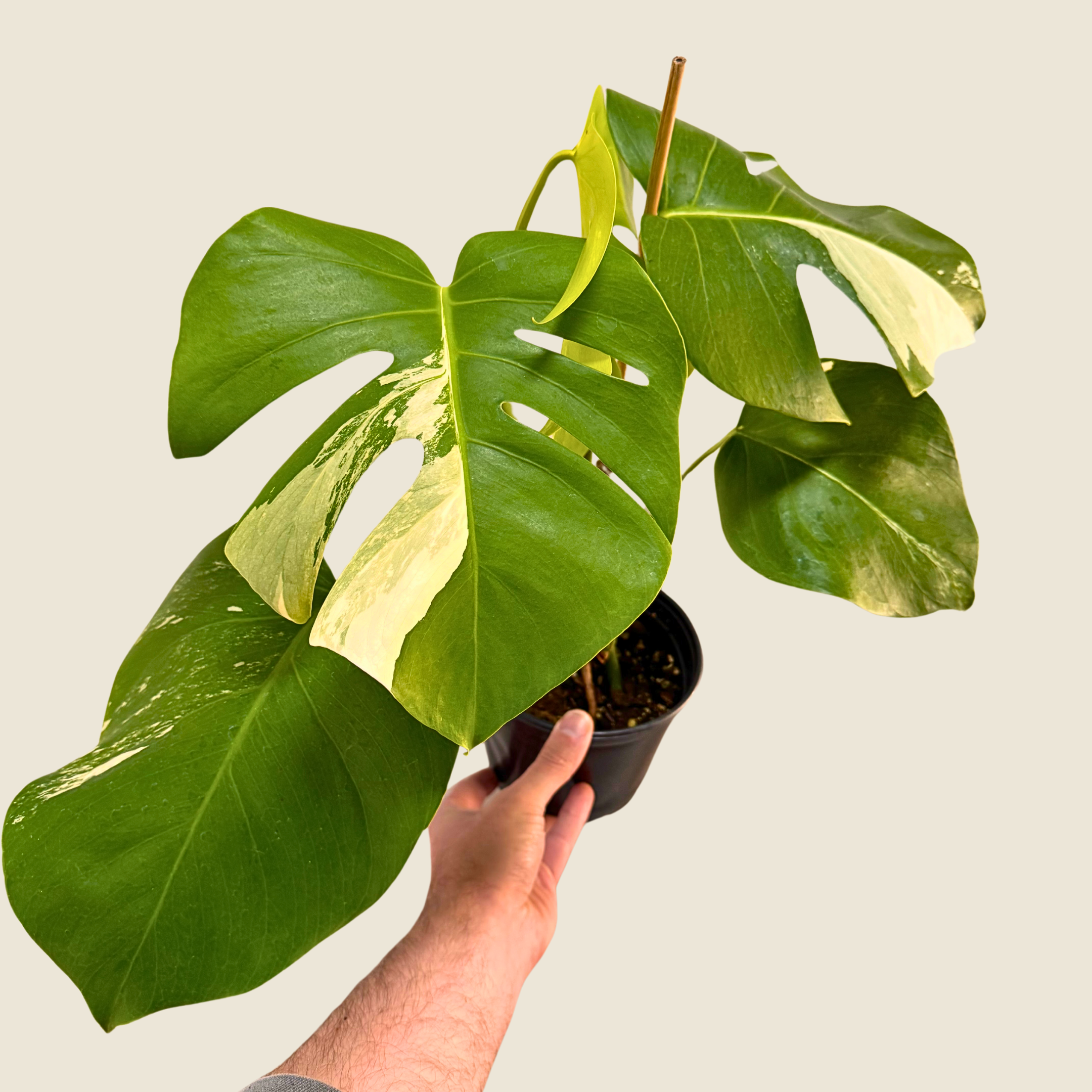 Monstera Albo