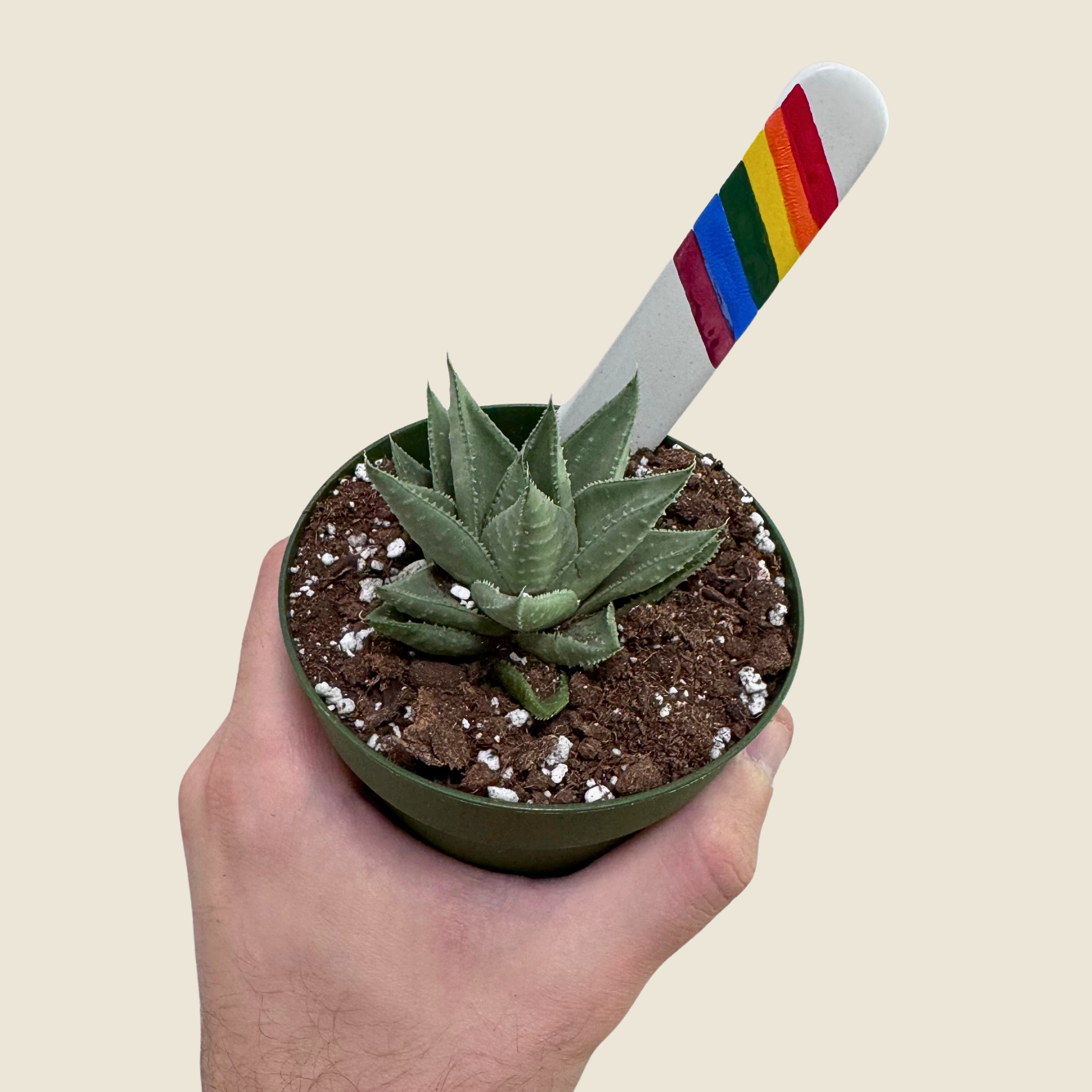 Gasteraloe &