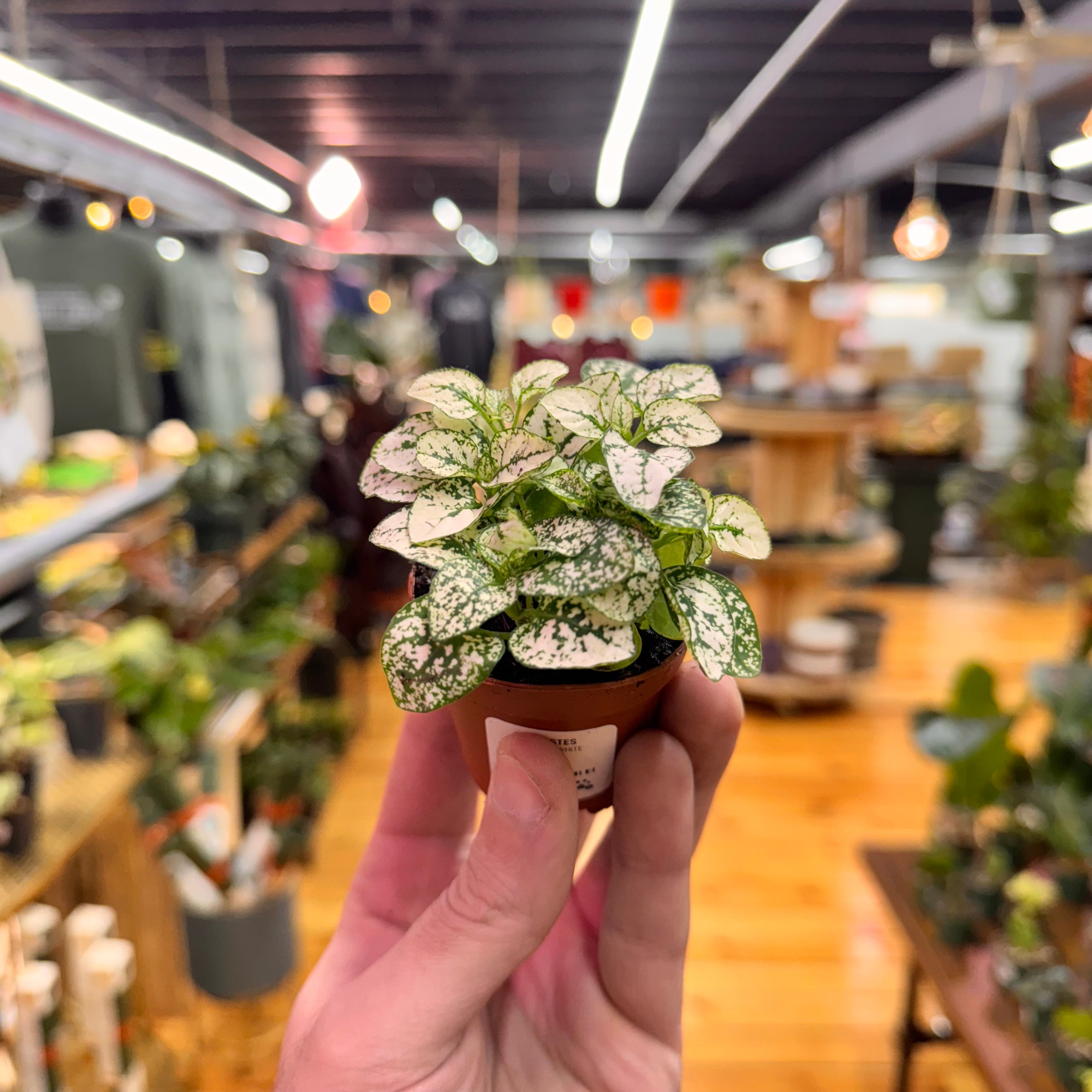 Hypoestes Polka Dot