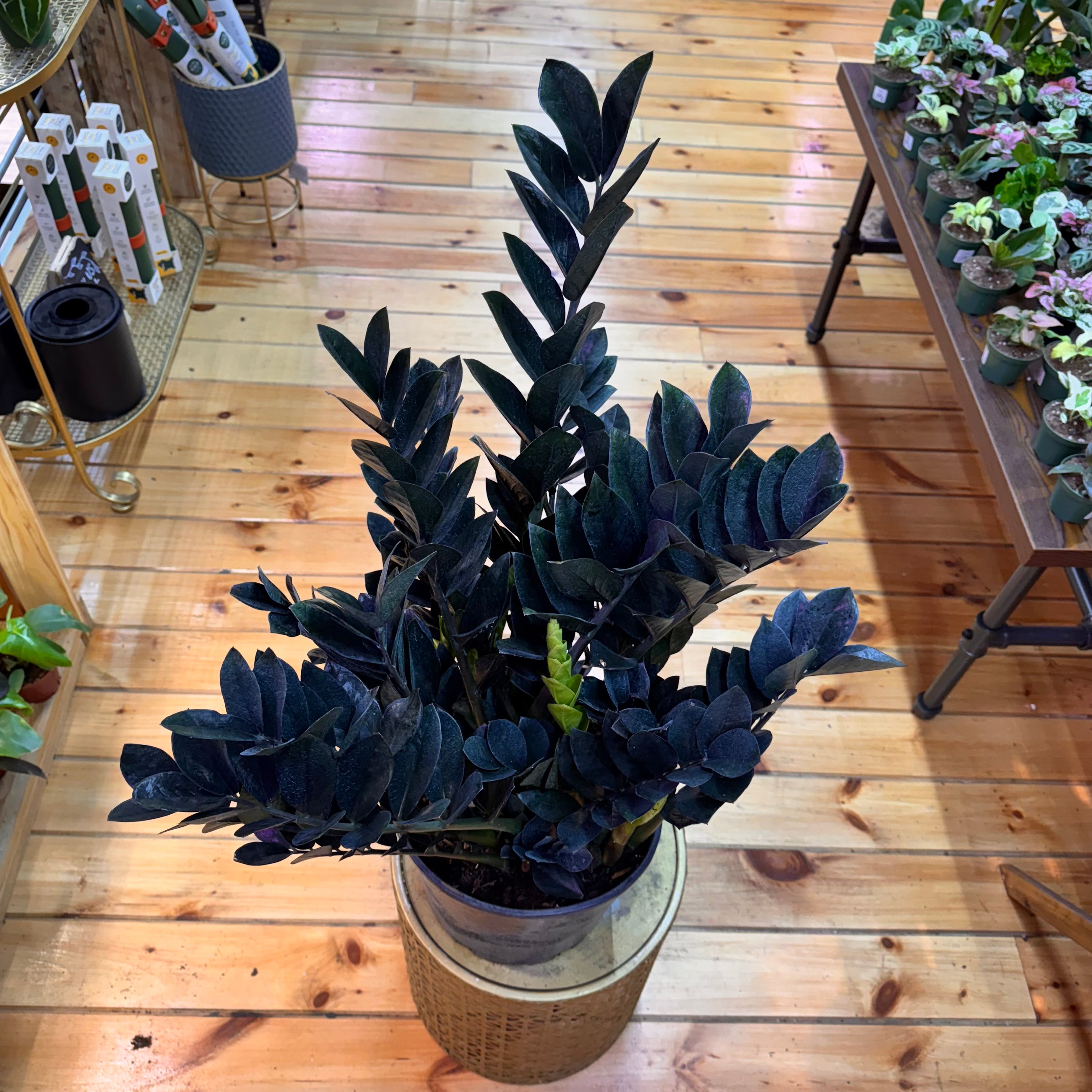 Zamioculas Zamiifolia &
