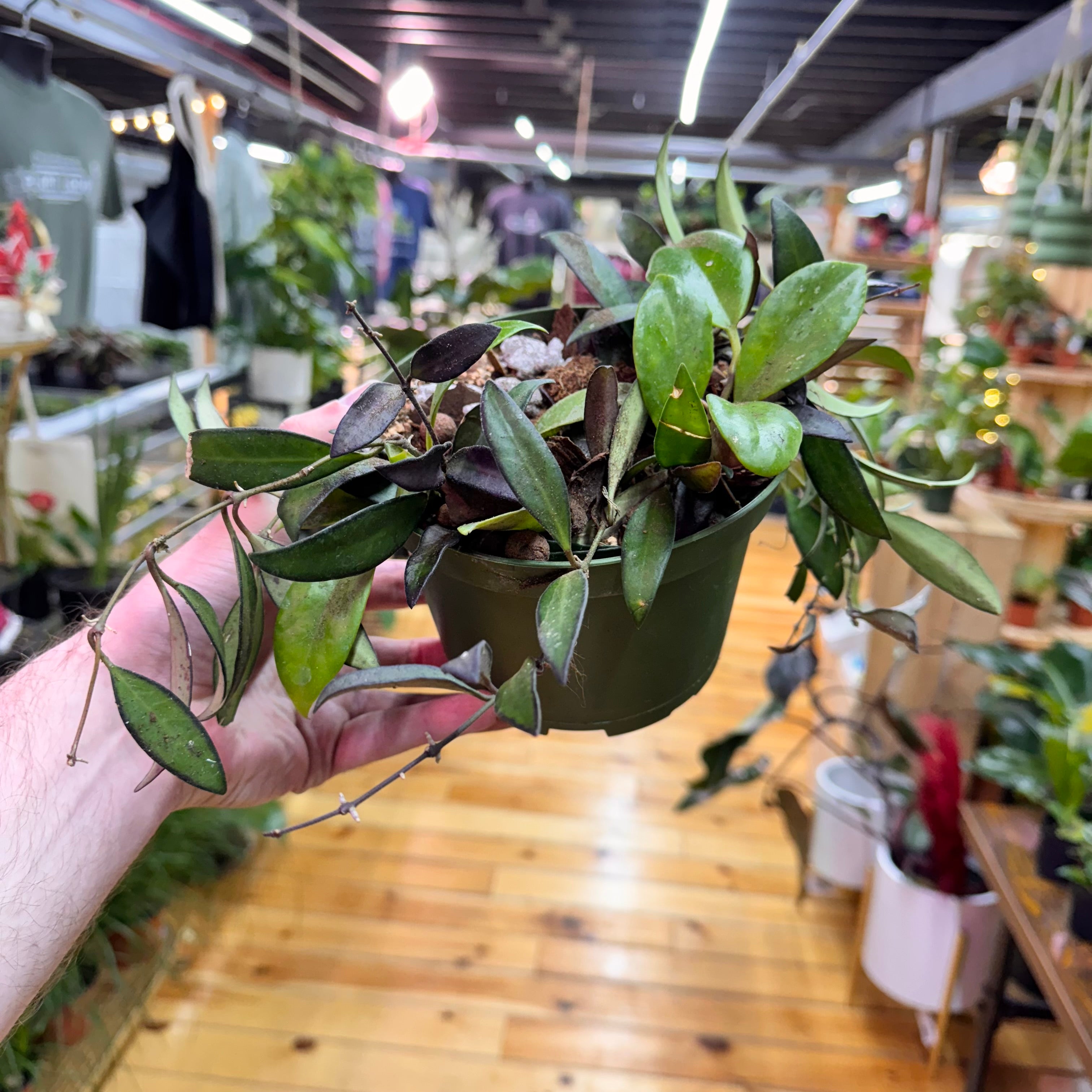 Hoya Arrangement