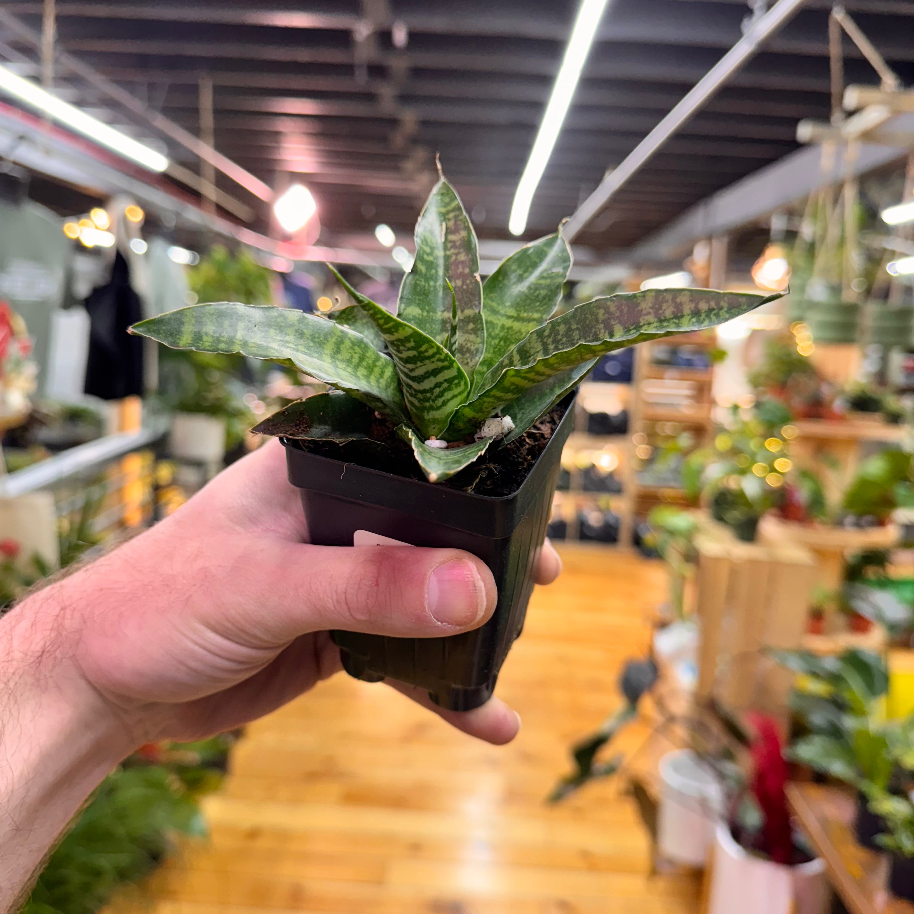 Sansevieria Star Ming