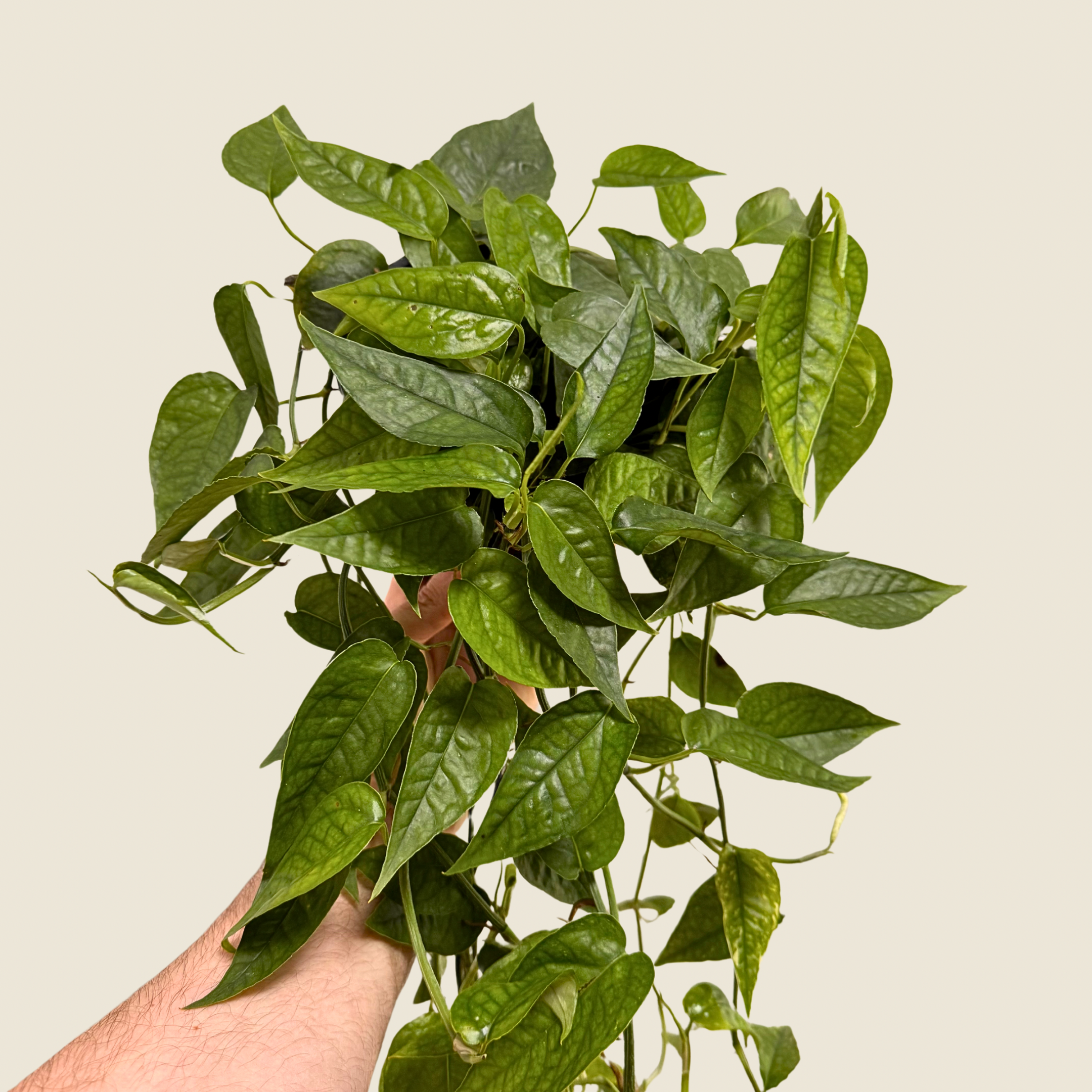 Pothos Cebu Blue &