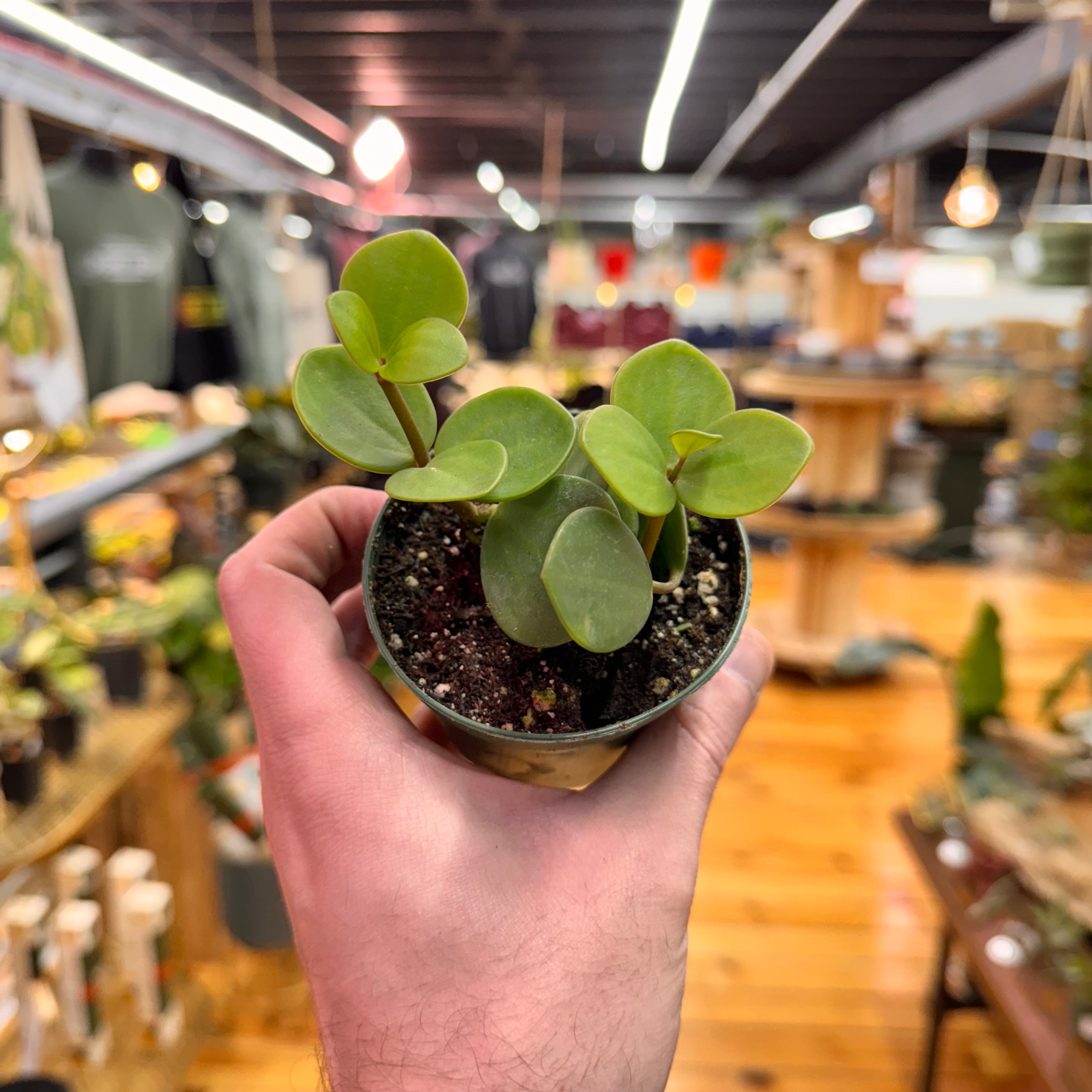 Peperomia Hope
