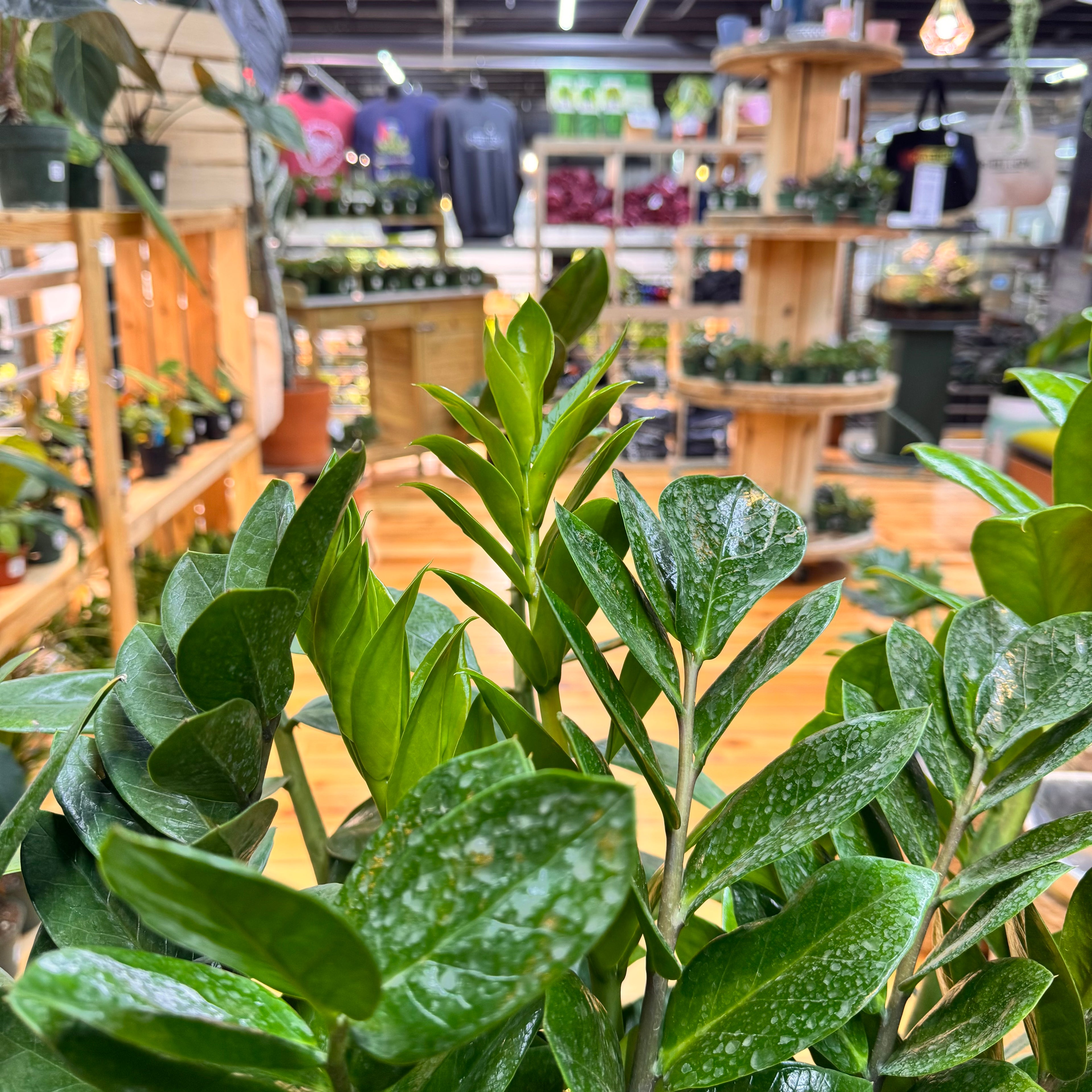 Zamioculas Zamiifolia &