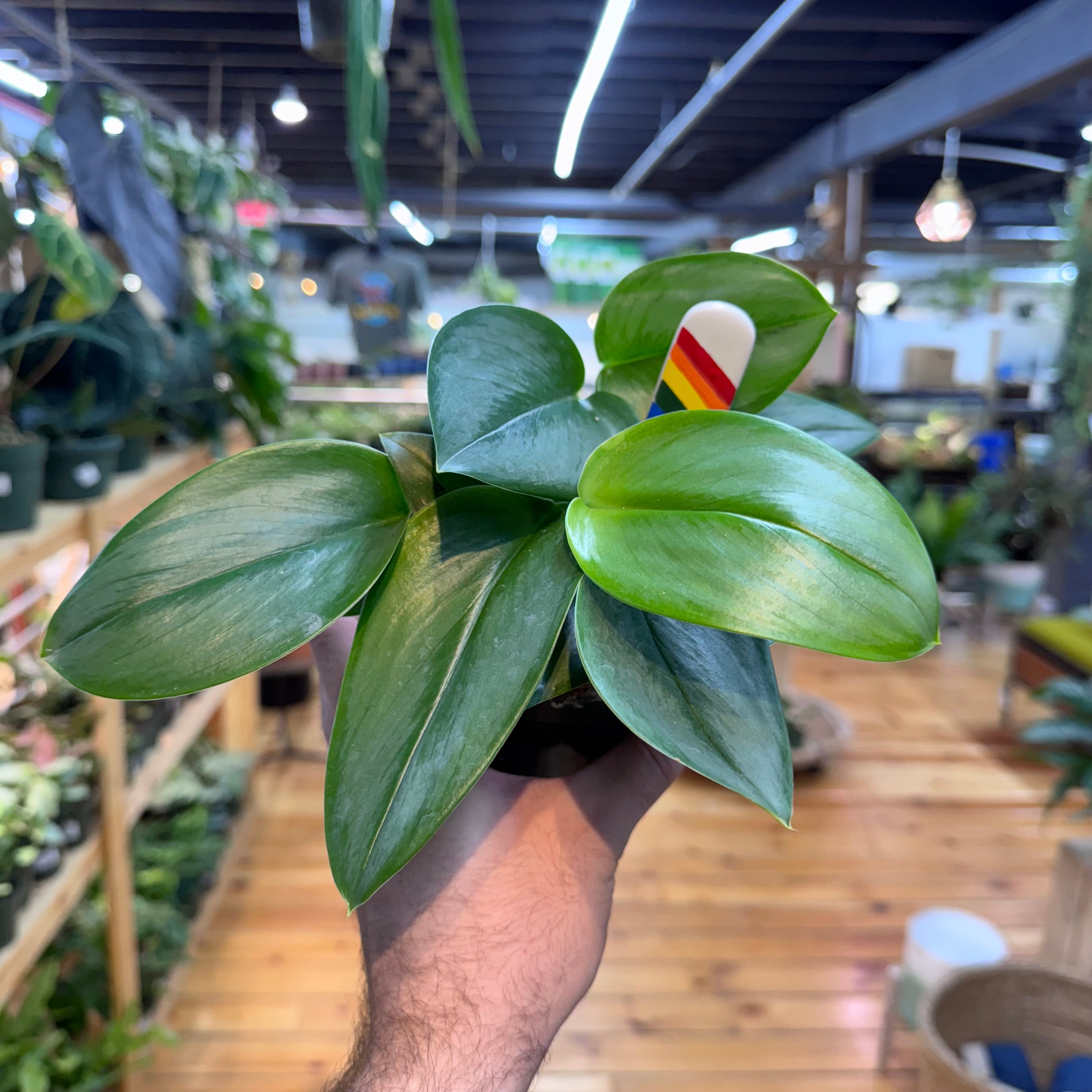 Scindapsus Moonlight