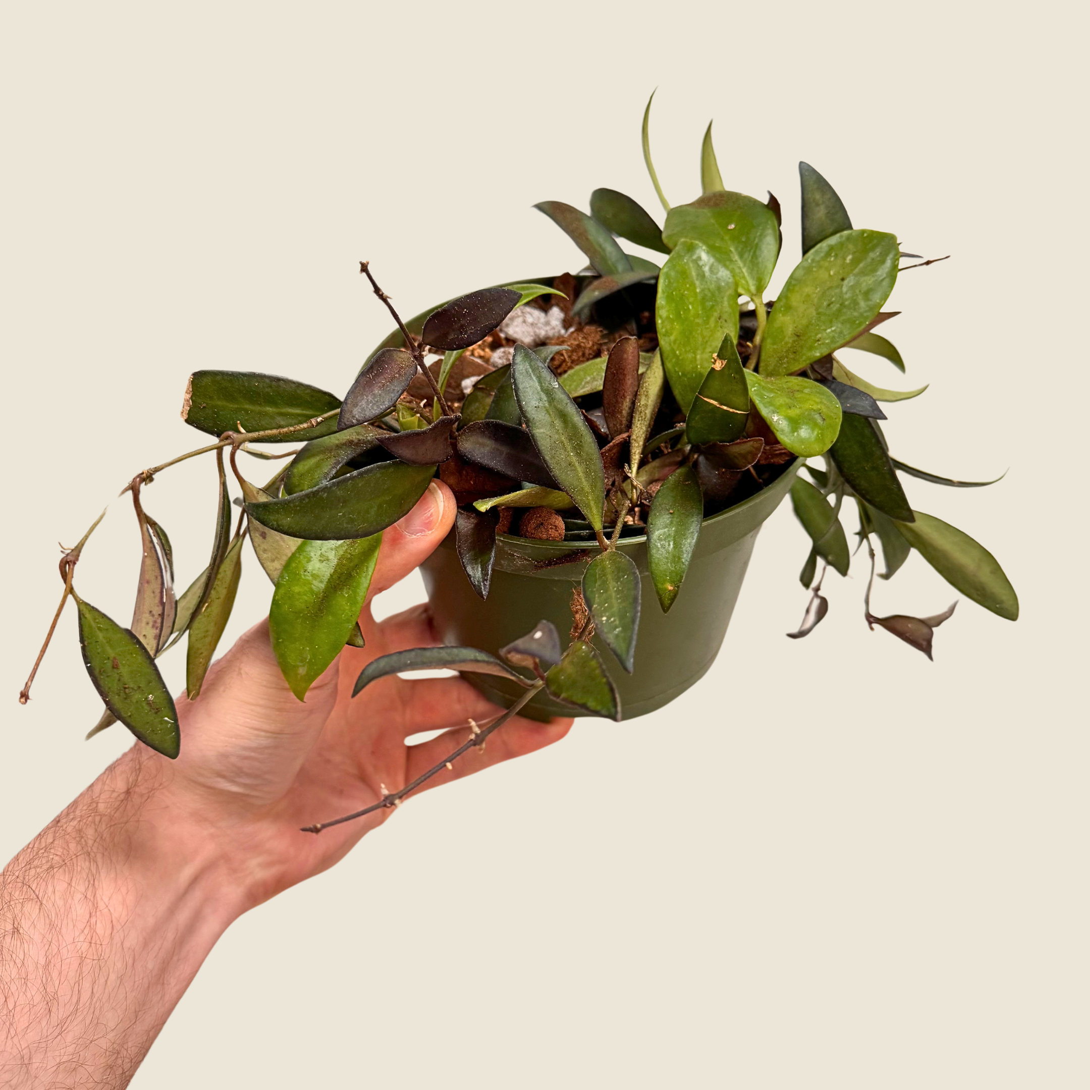Hoya Arrangement