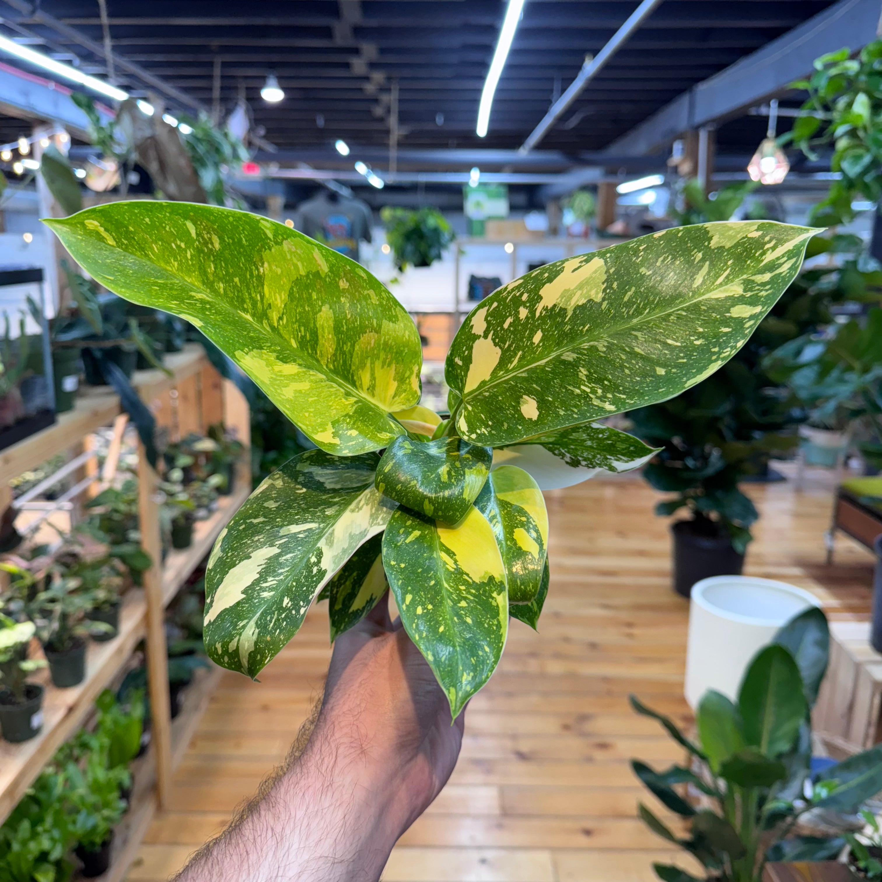 Philodendron Green Congo ‘Copper Flame&